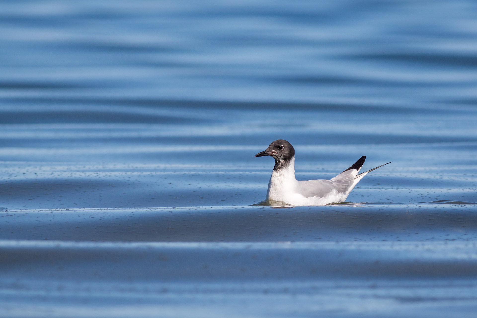 Bonaparte's Gull - BC