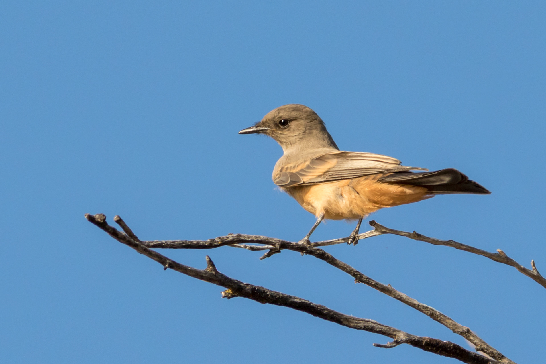 Say's Phoebe - BC