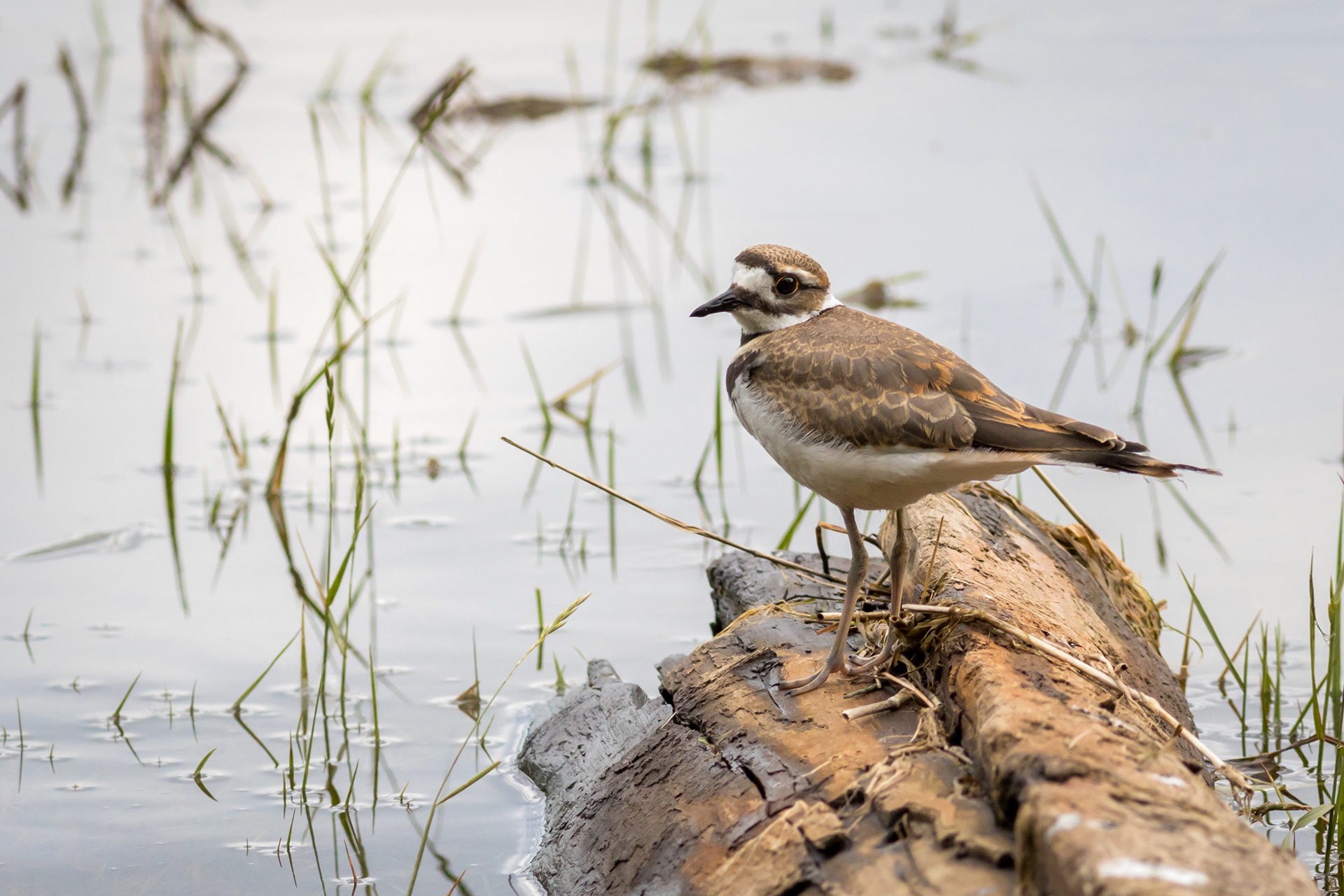Killdeer - BC