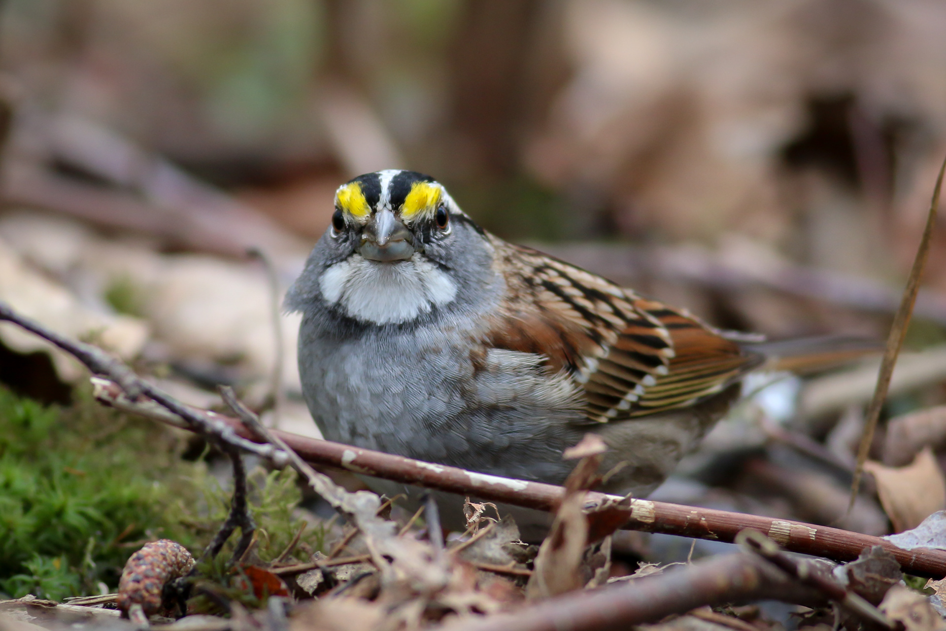 White-throated Sparrow - BC
