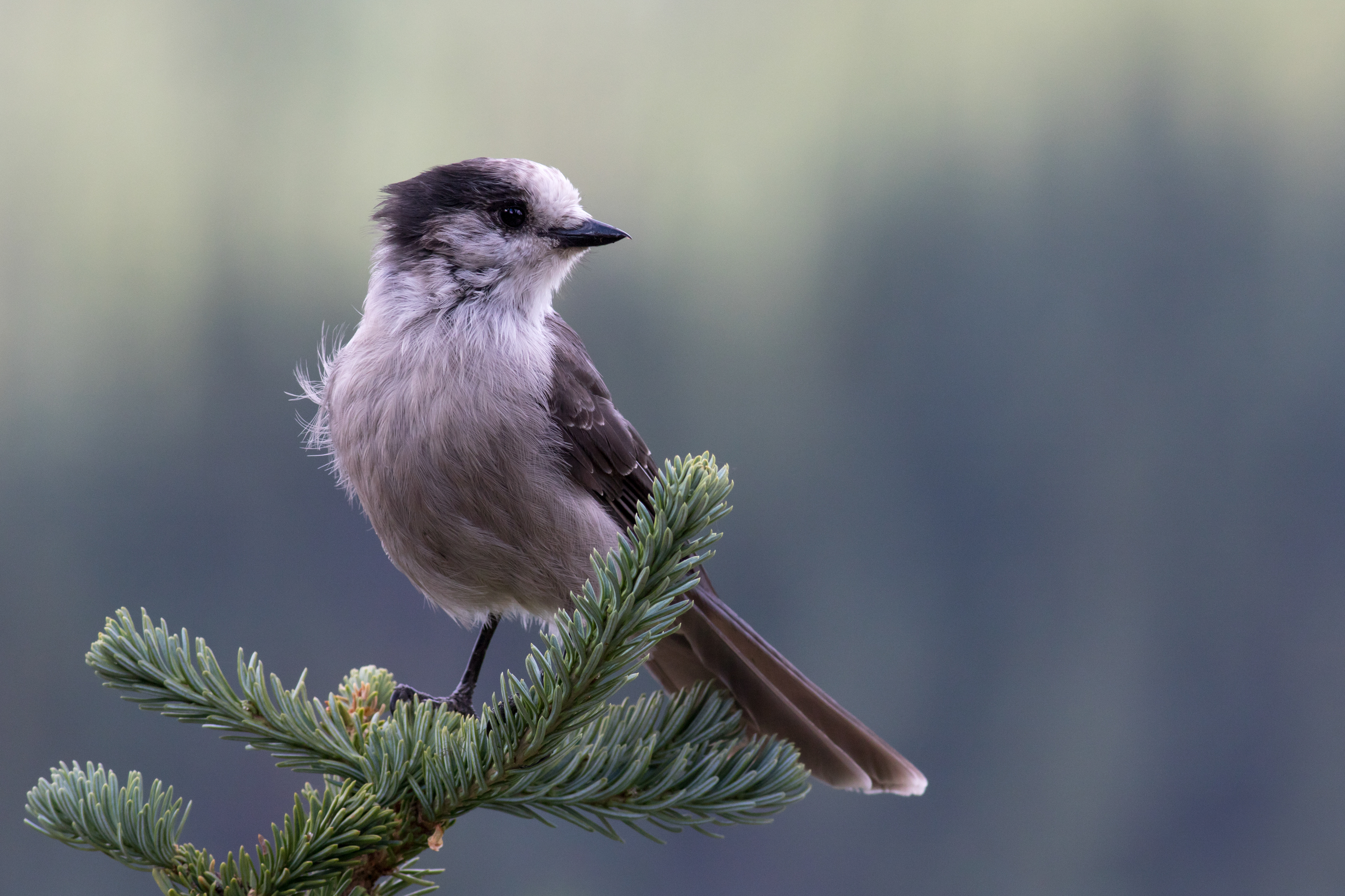 Canada Jay - BC
