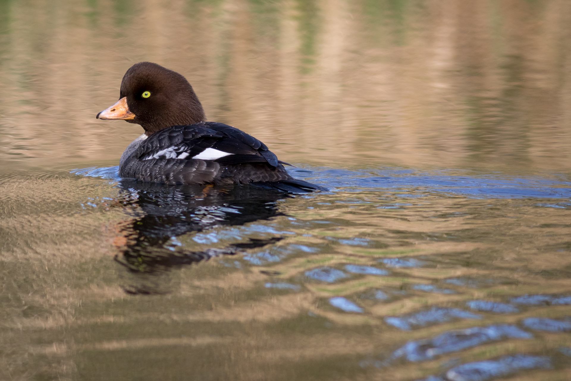 Common Goldeneye, female