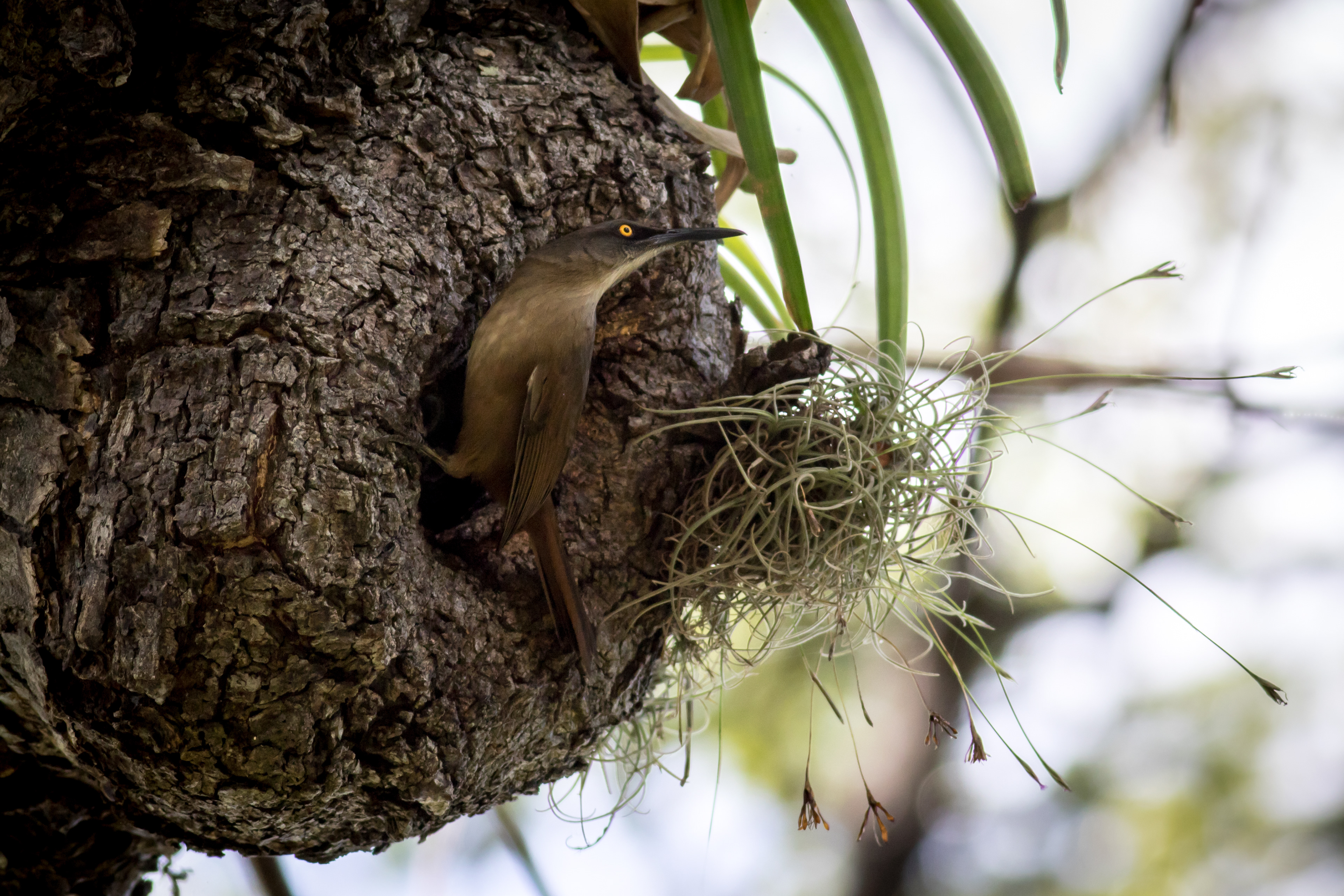 Brown Trembler - St. Kitts