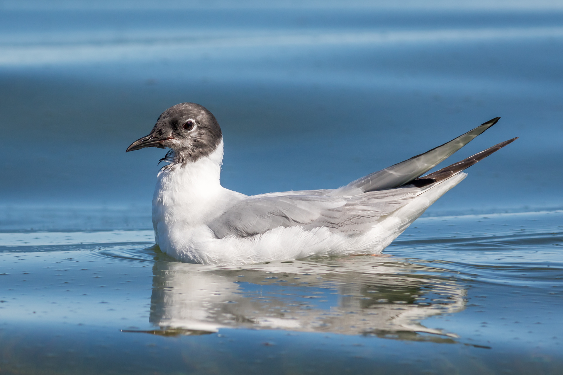 Bonaparte's Gull - BC