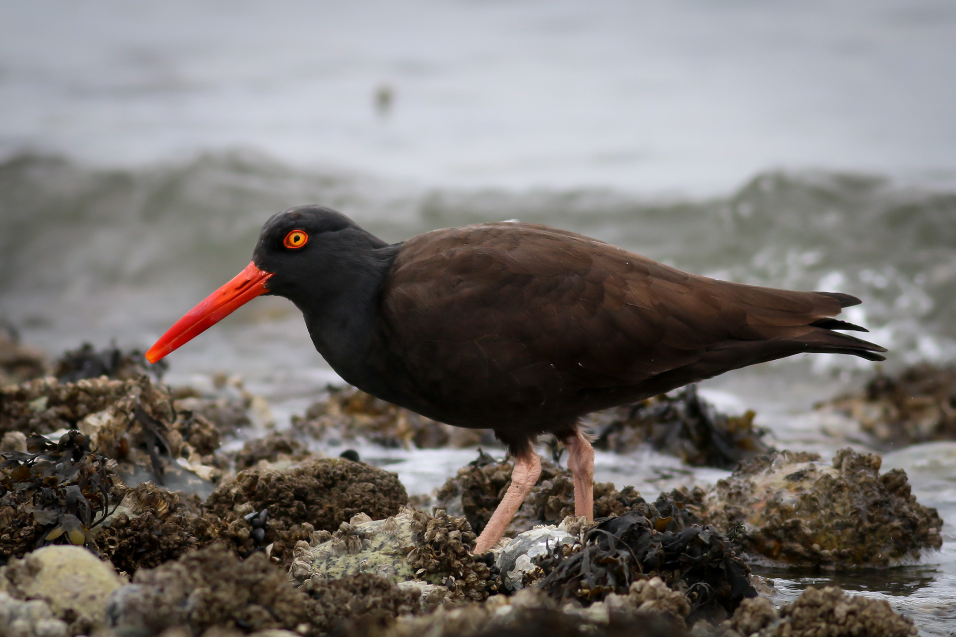 Black Oystercatcher - BC