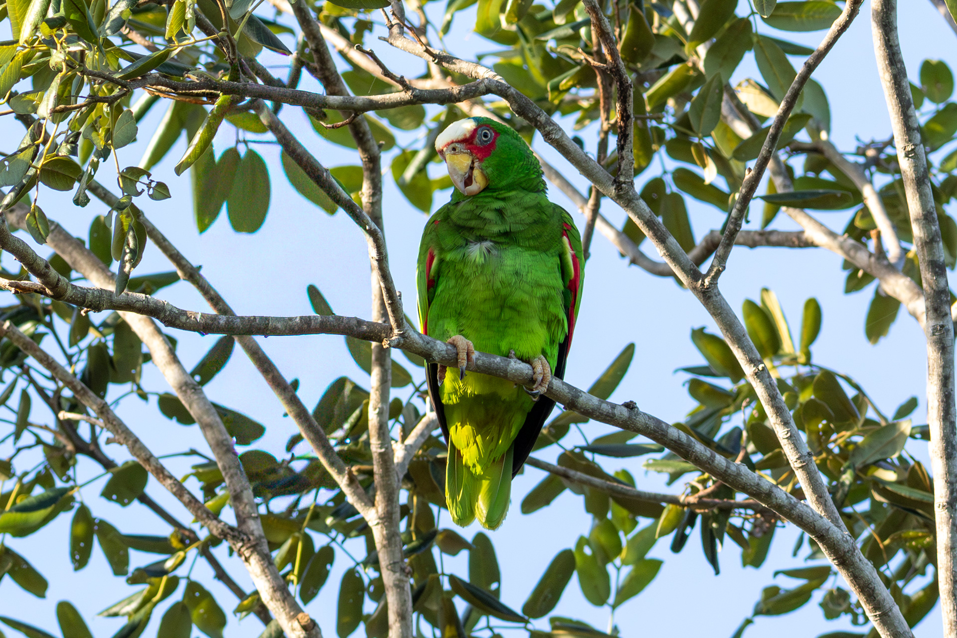 White-fronted Amazon