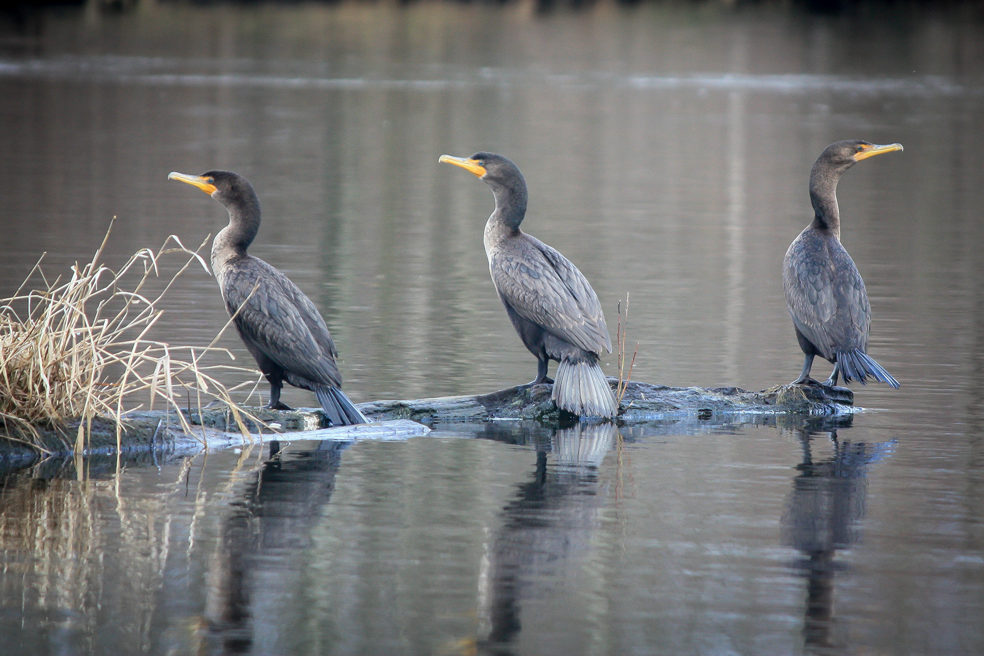 Double-crested Cormorant - BC