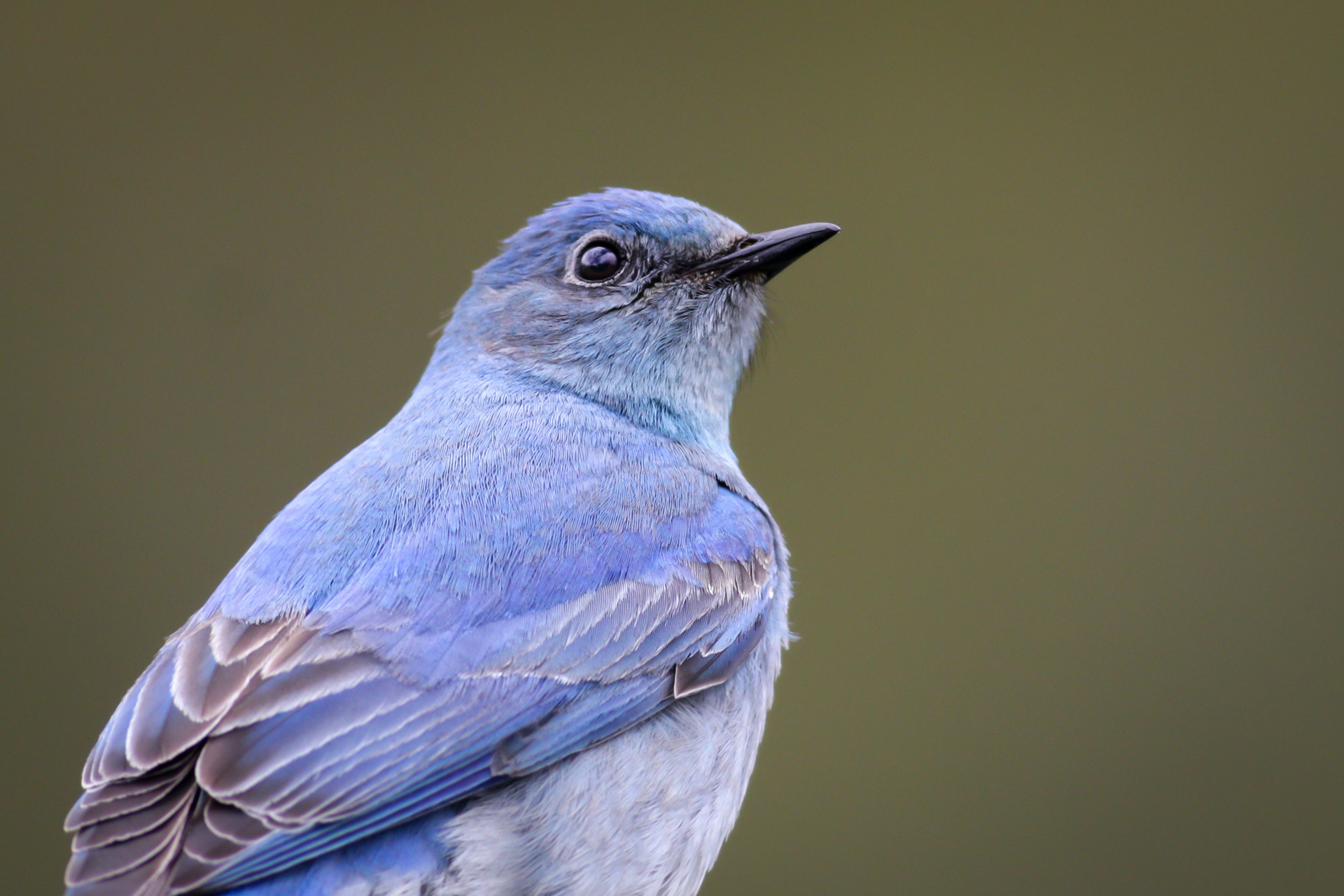 Mountain Bluebird - male - BC