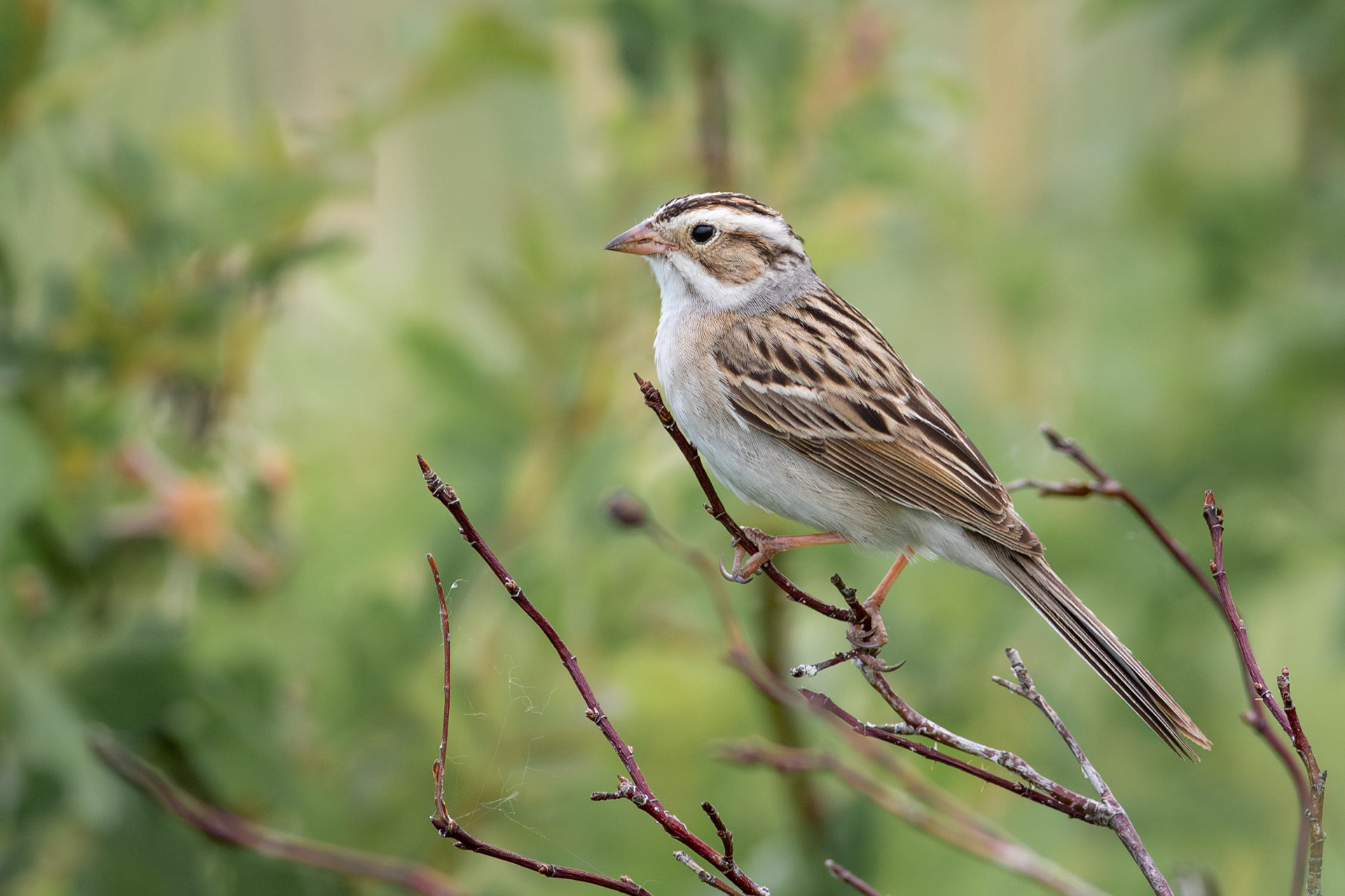 Clay-coloured Sparrow - Manitoba
