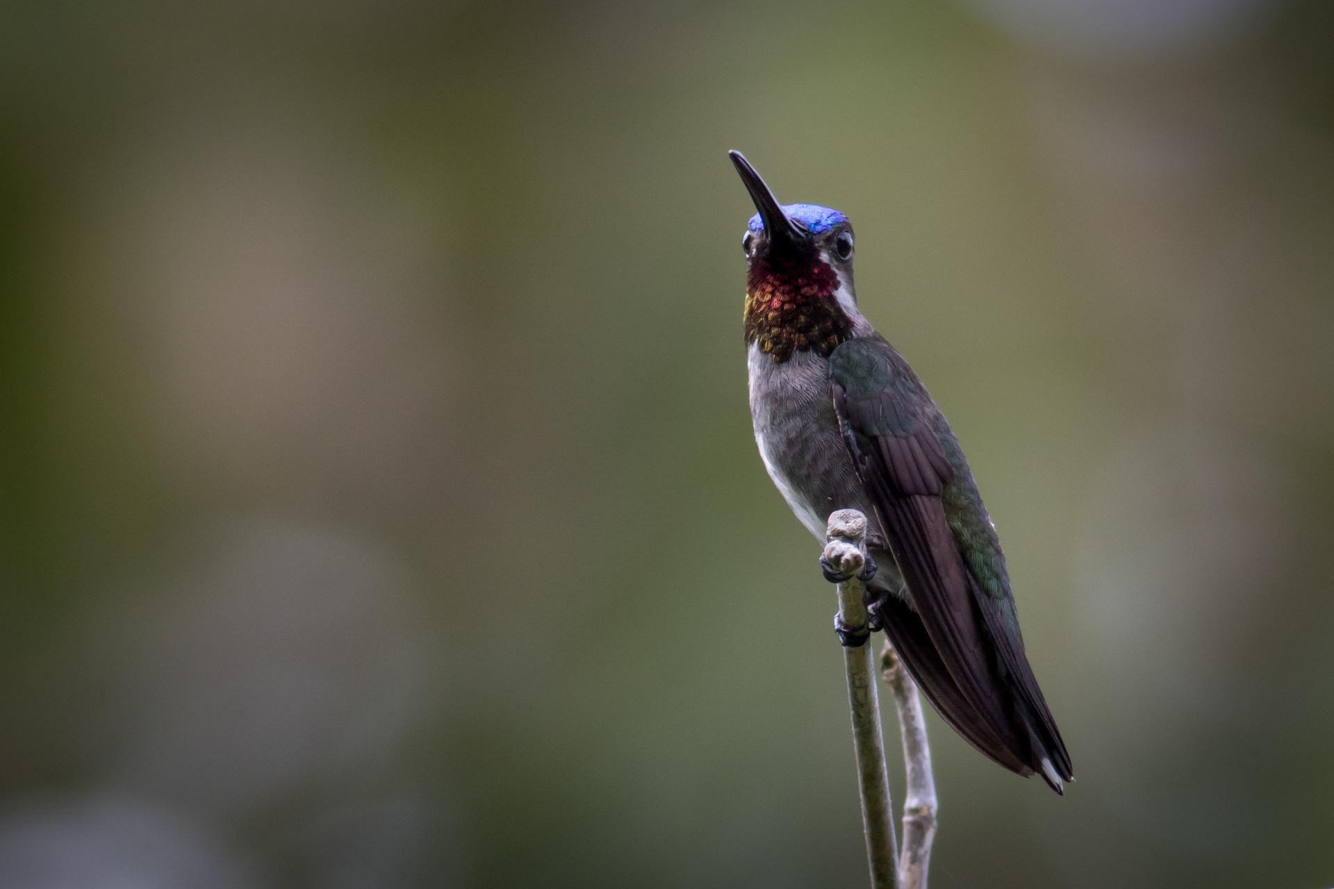 Long-billed Starthroat