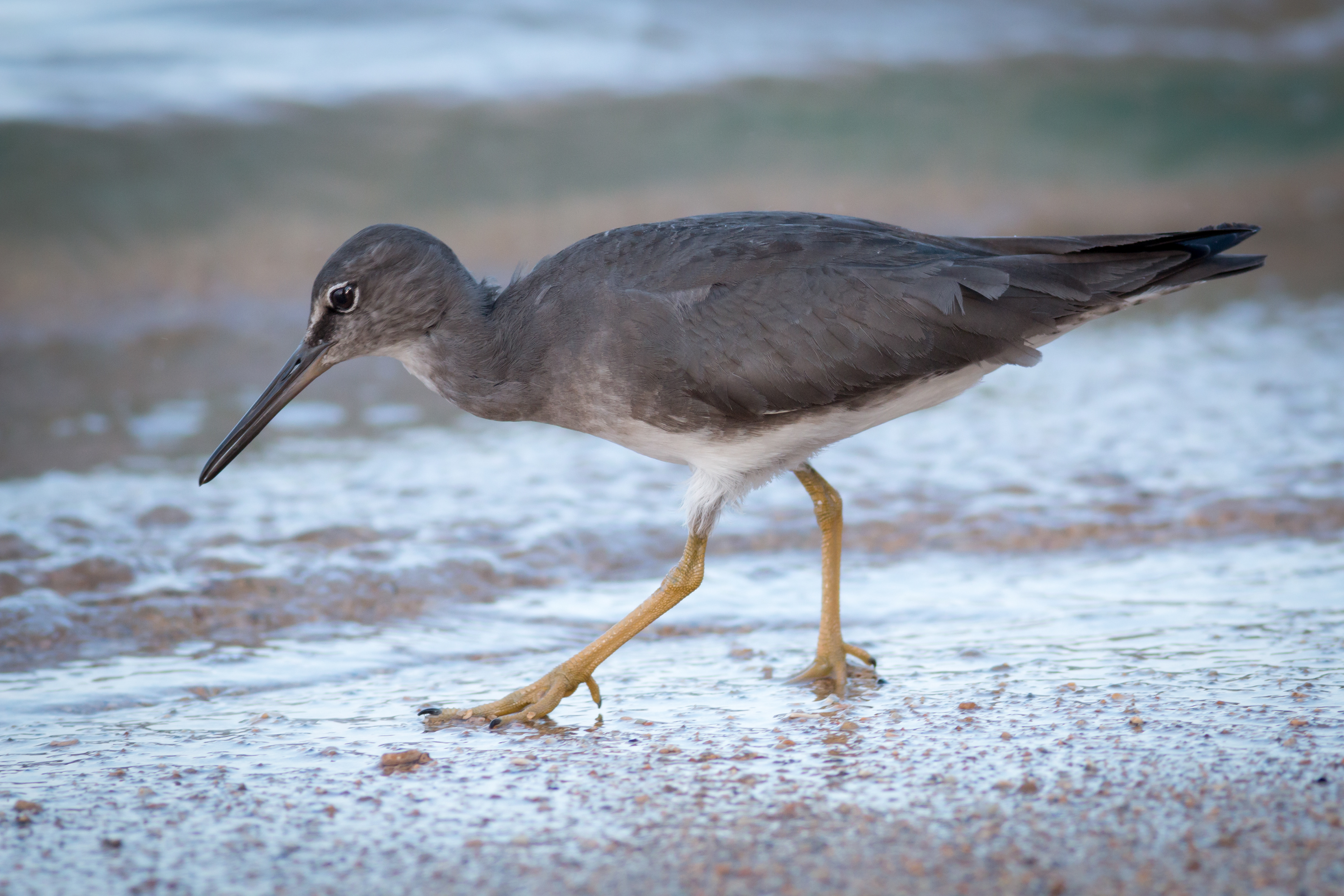 Wandering Tattler