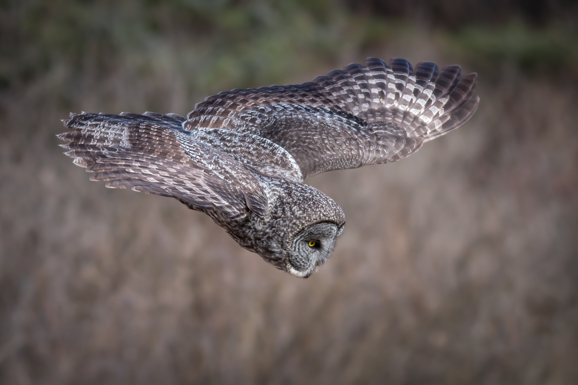 Great-grey Owl - BC