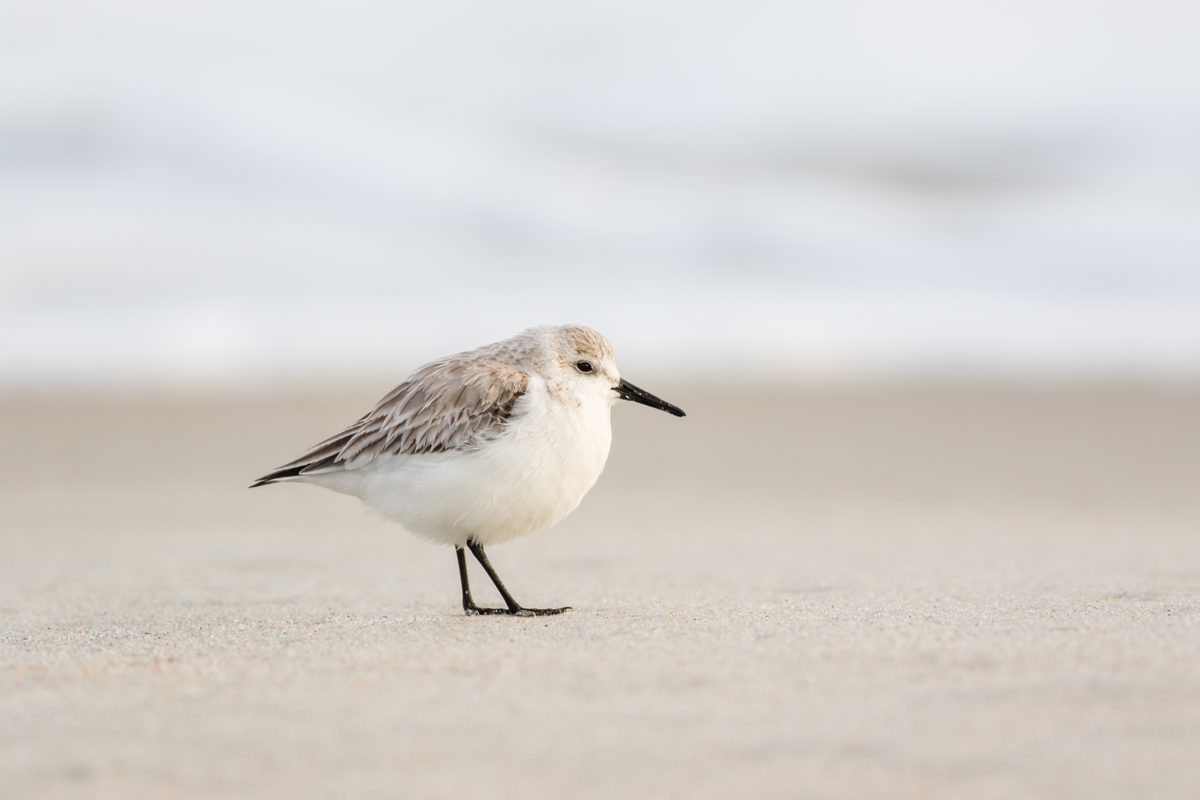 Dunlin - South Carolina