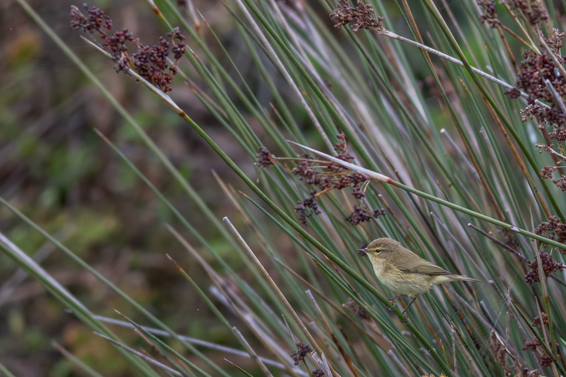 Common Chiffchaff