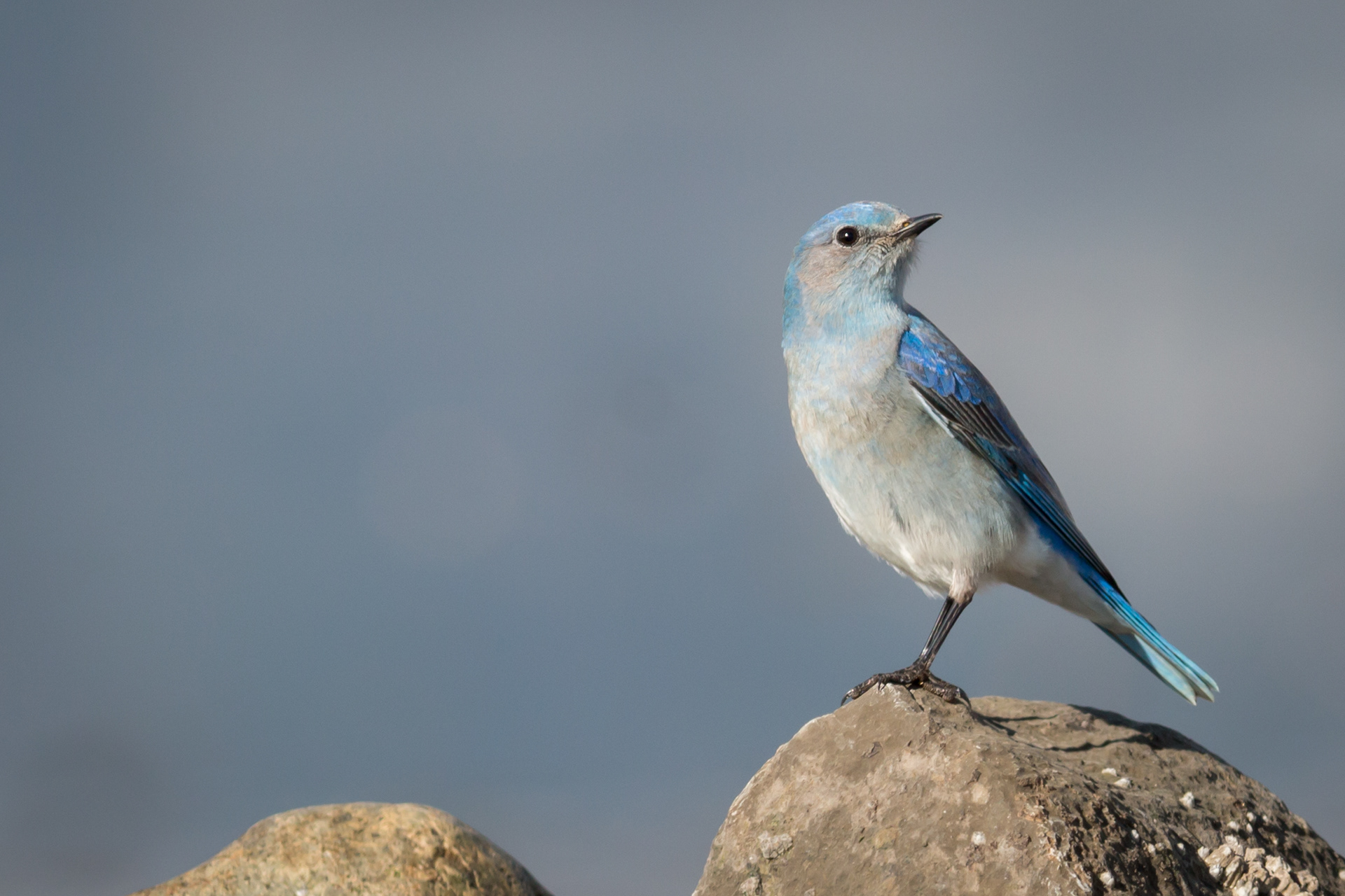 Mountain Bluebird - male - BC