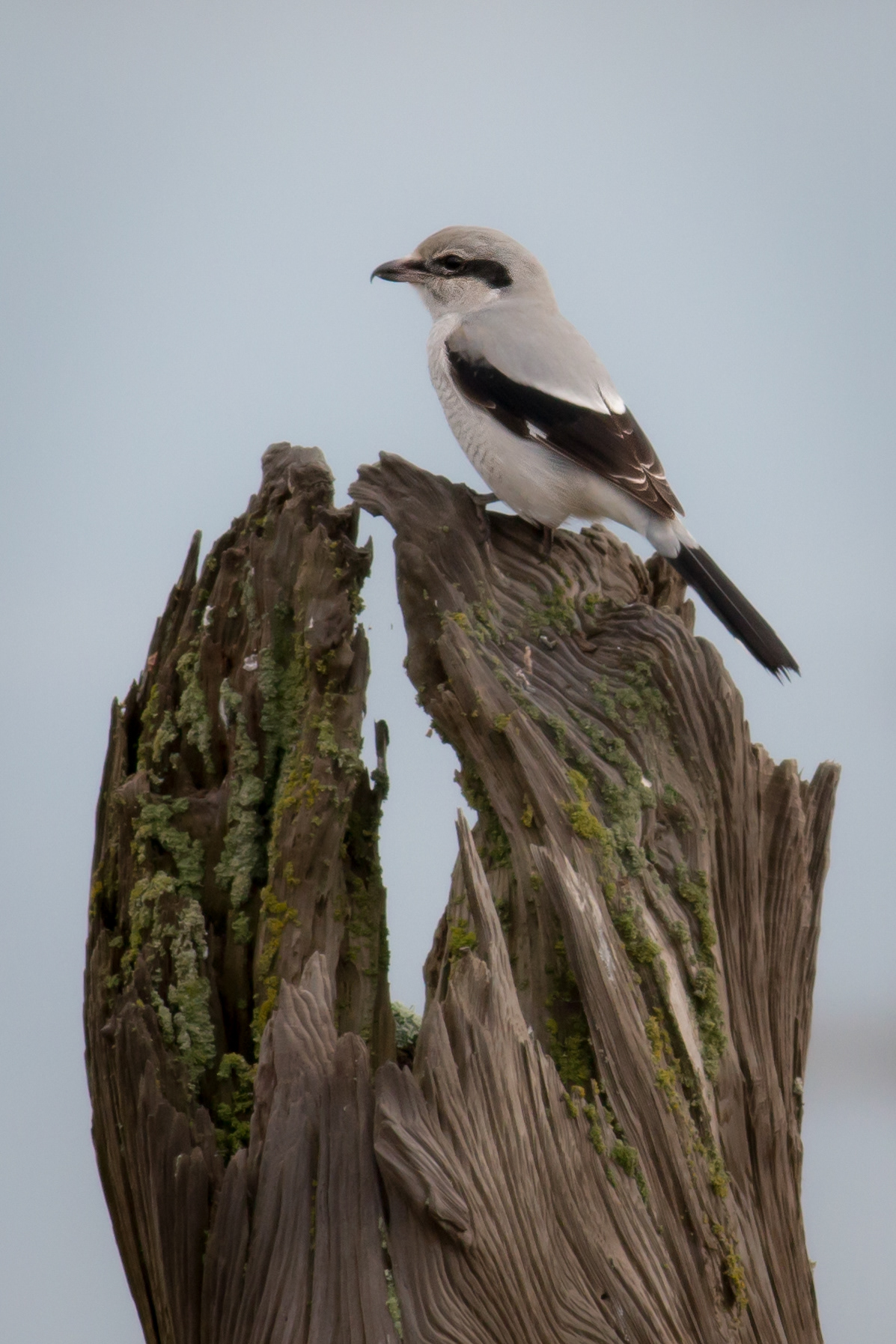 Northern Shrike - BC