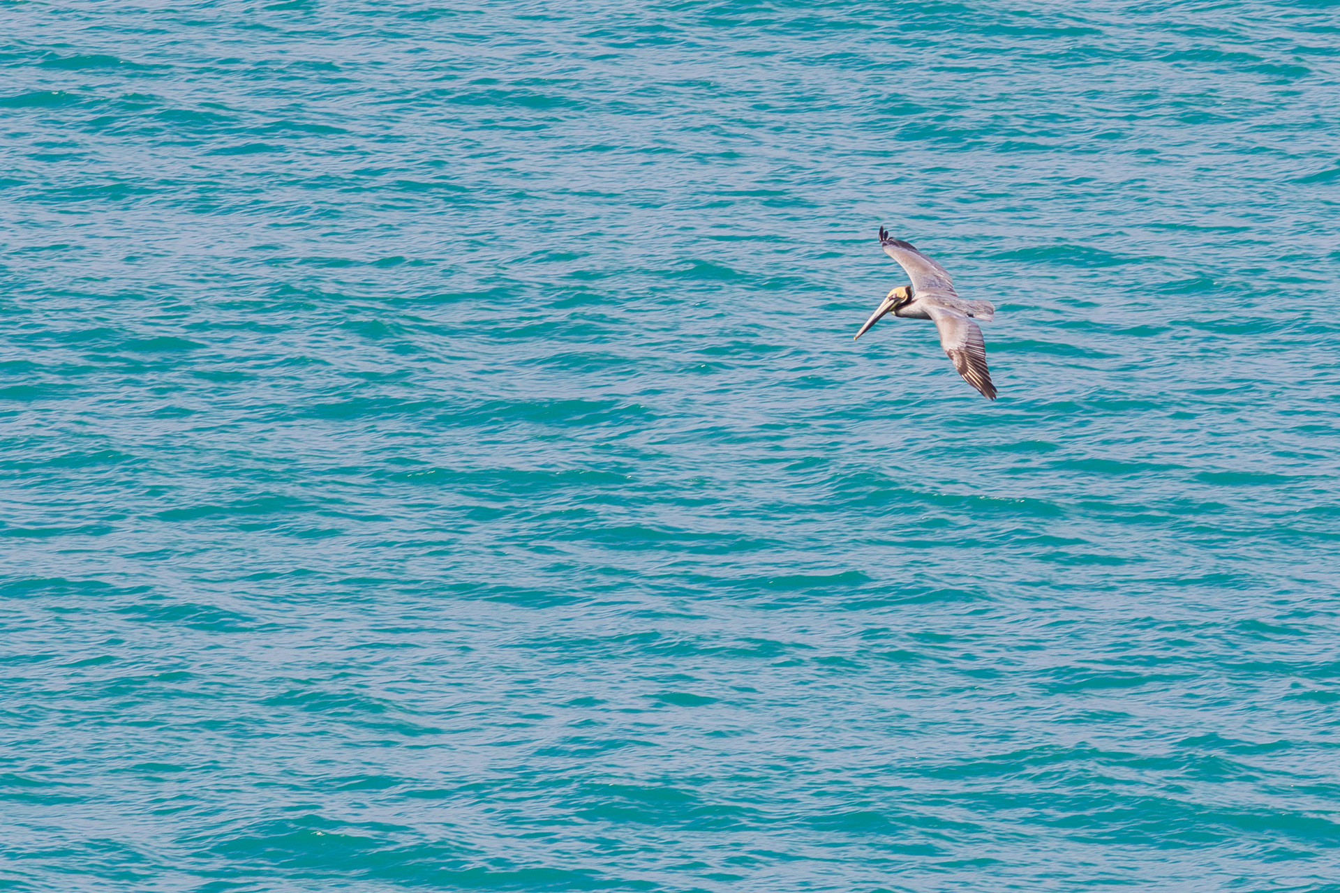 Brown Pelican - Nayarit