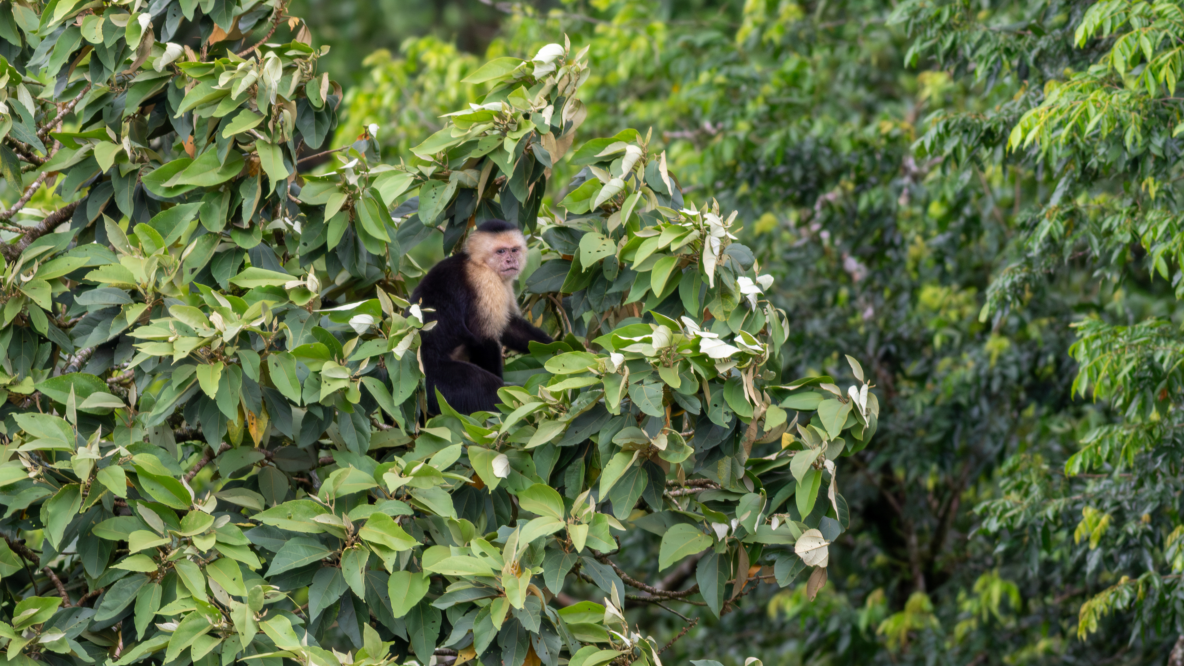 Panamanian White-faced Capuchin - Aranal Observatory