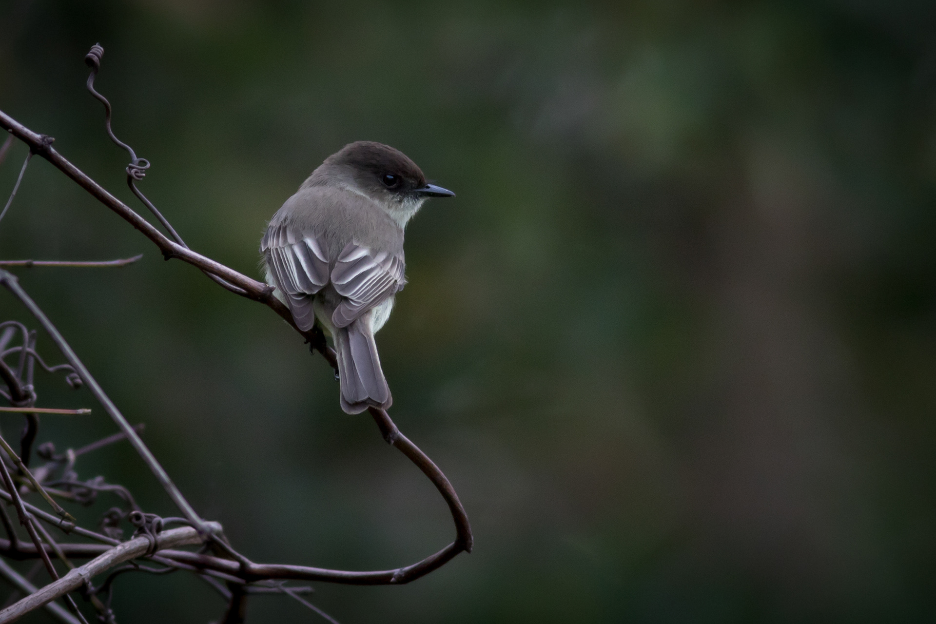 Eastern Phoebe - Florida