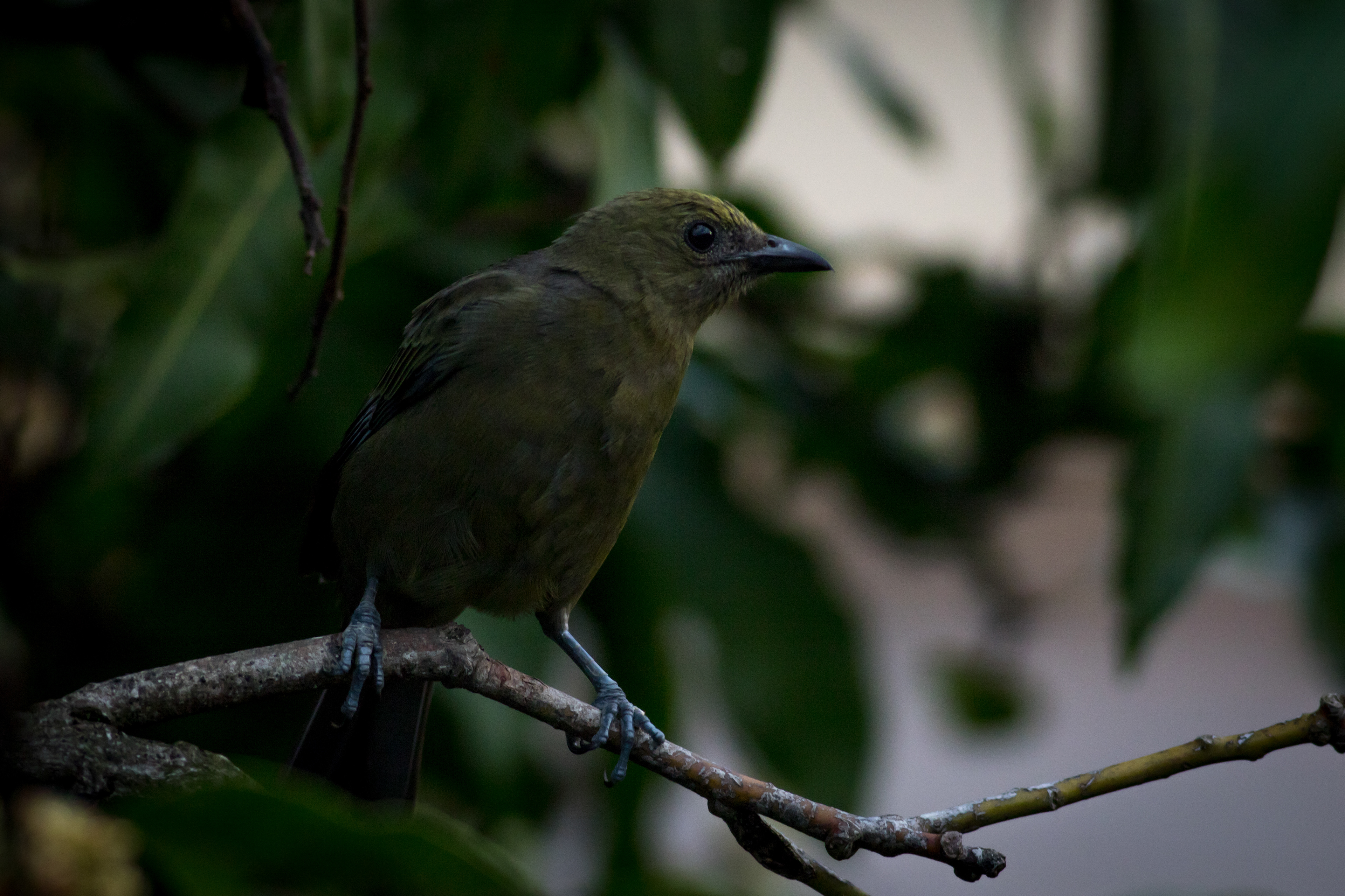 Palm Tanager