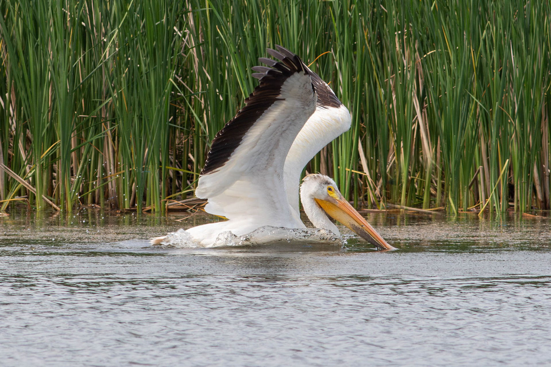 American White Pelican - Manitoba