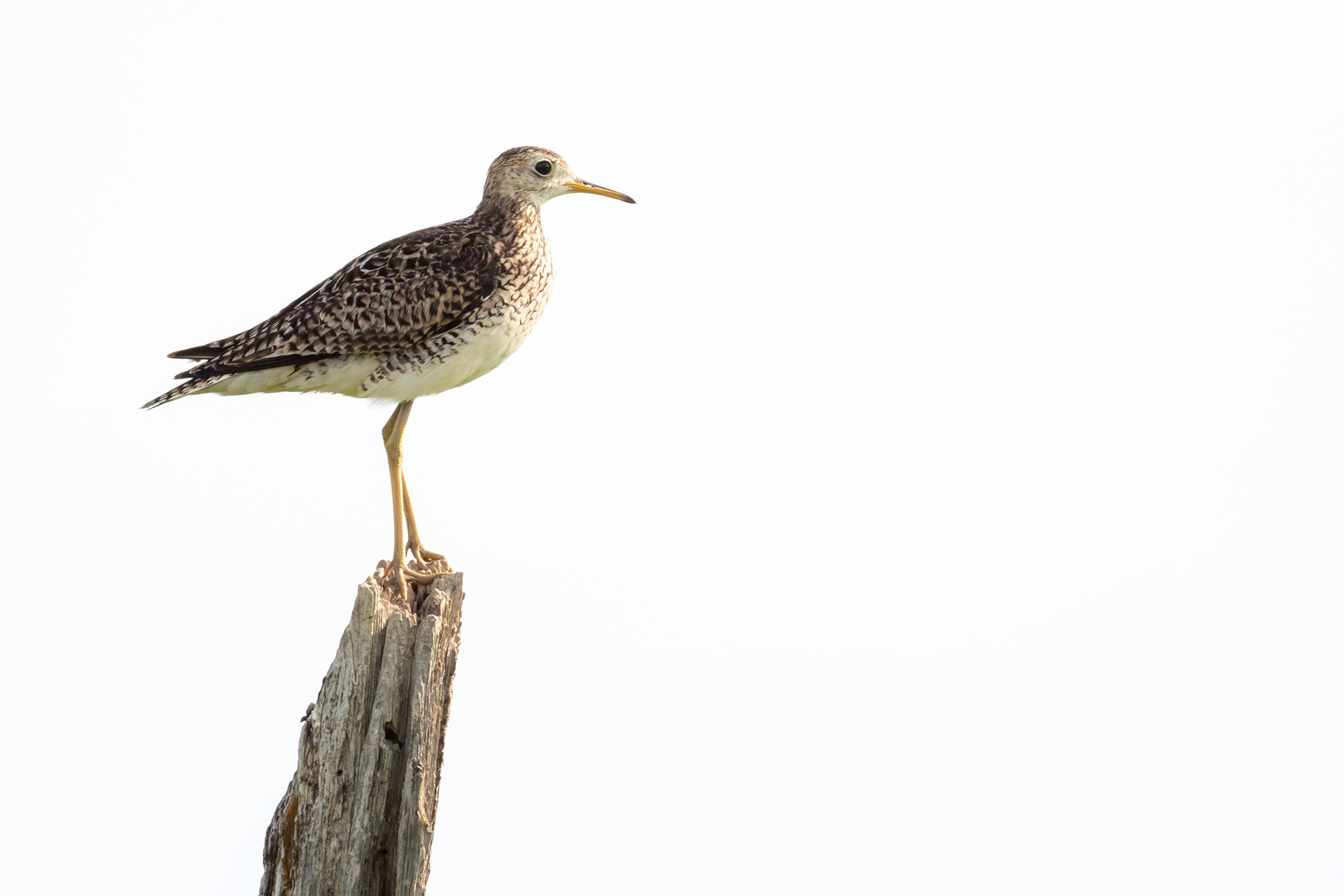 Upland Sandpiper - Saskatchewan