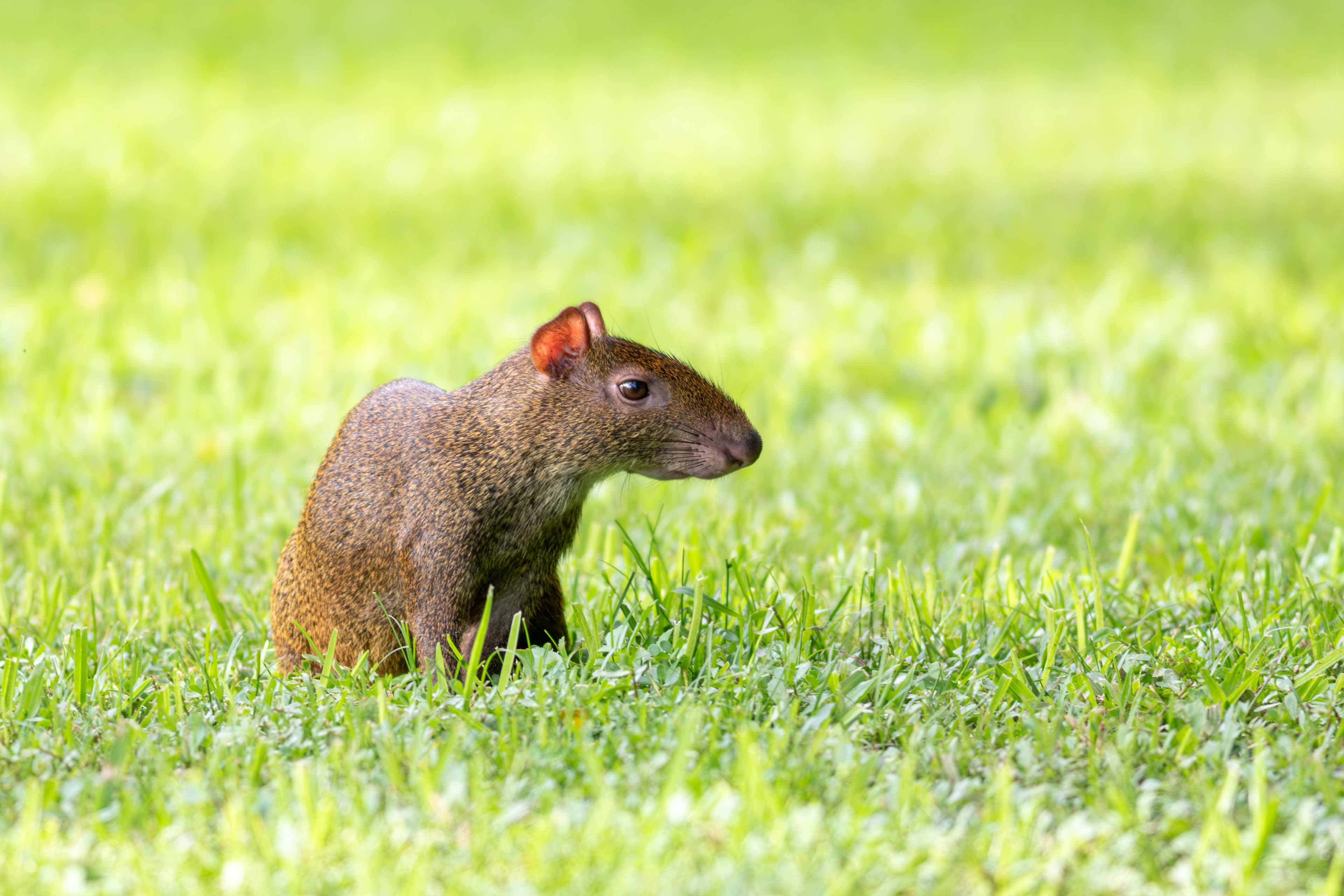 Agouti