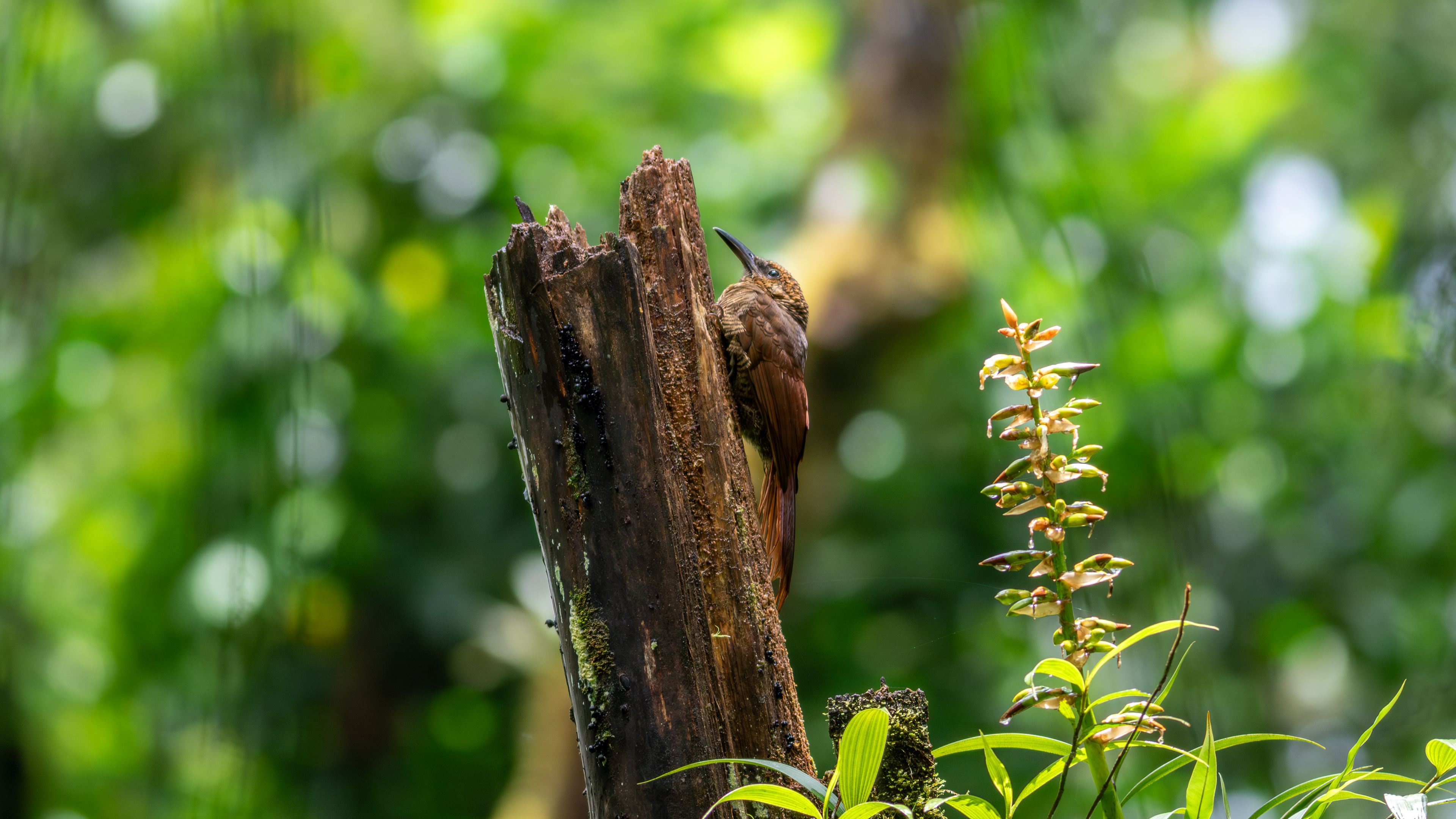 Northern Barred-Woodcreeper - Aranal Observatory