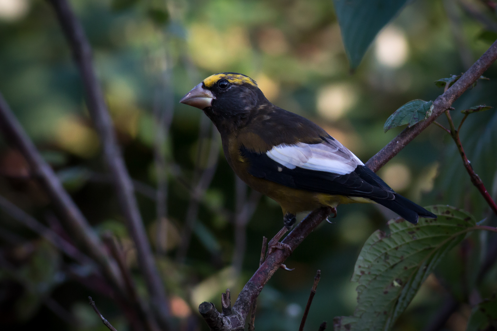Evening Grosbeak, male