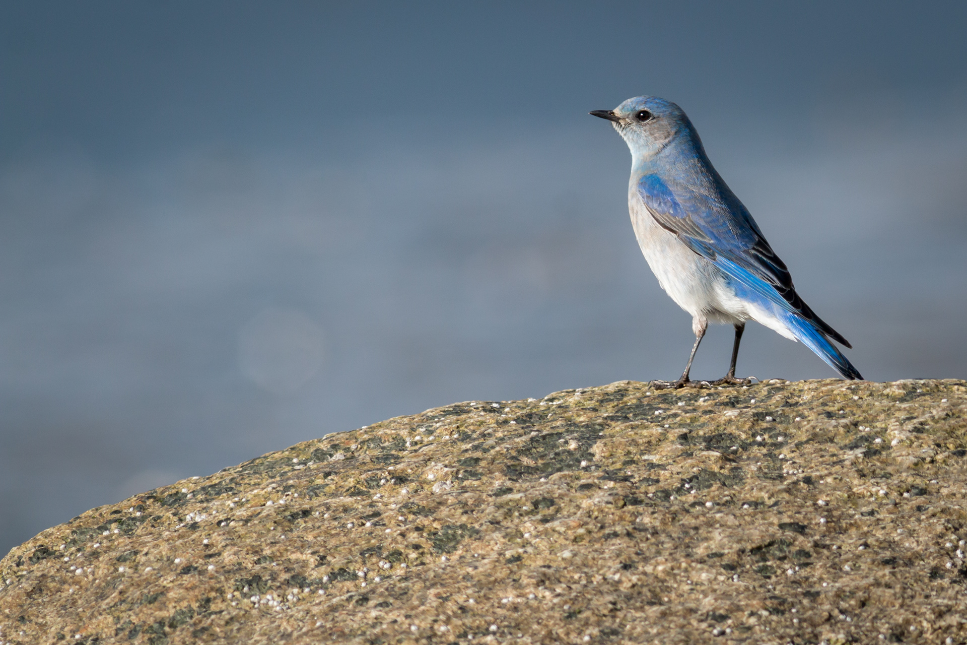Mountain Bluebird - male - BC