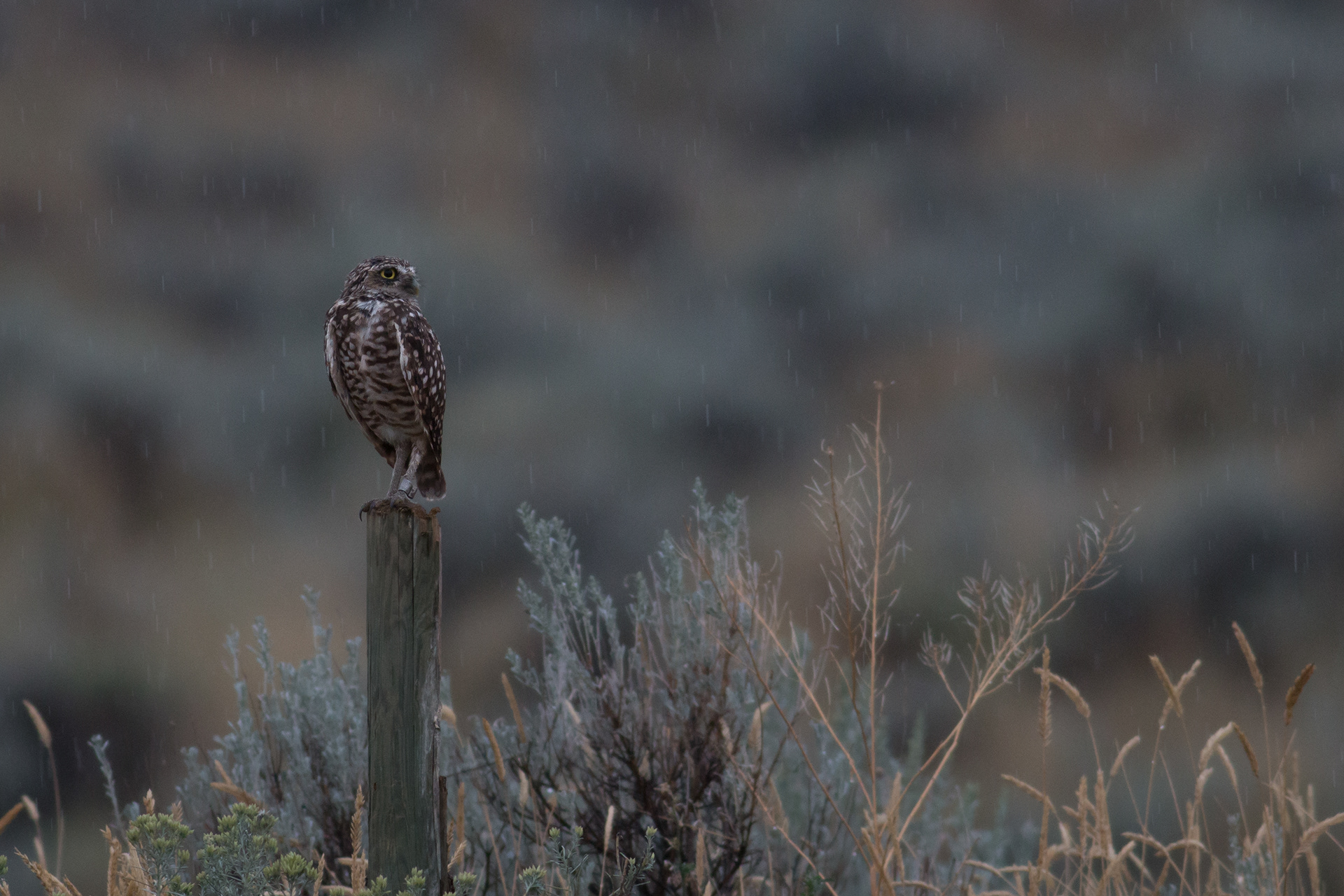 Burrowing Owl - BC