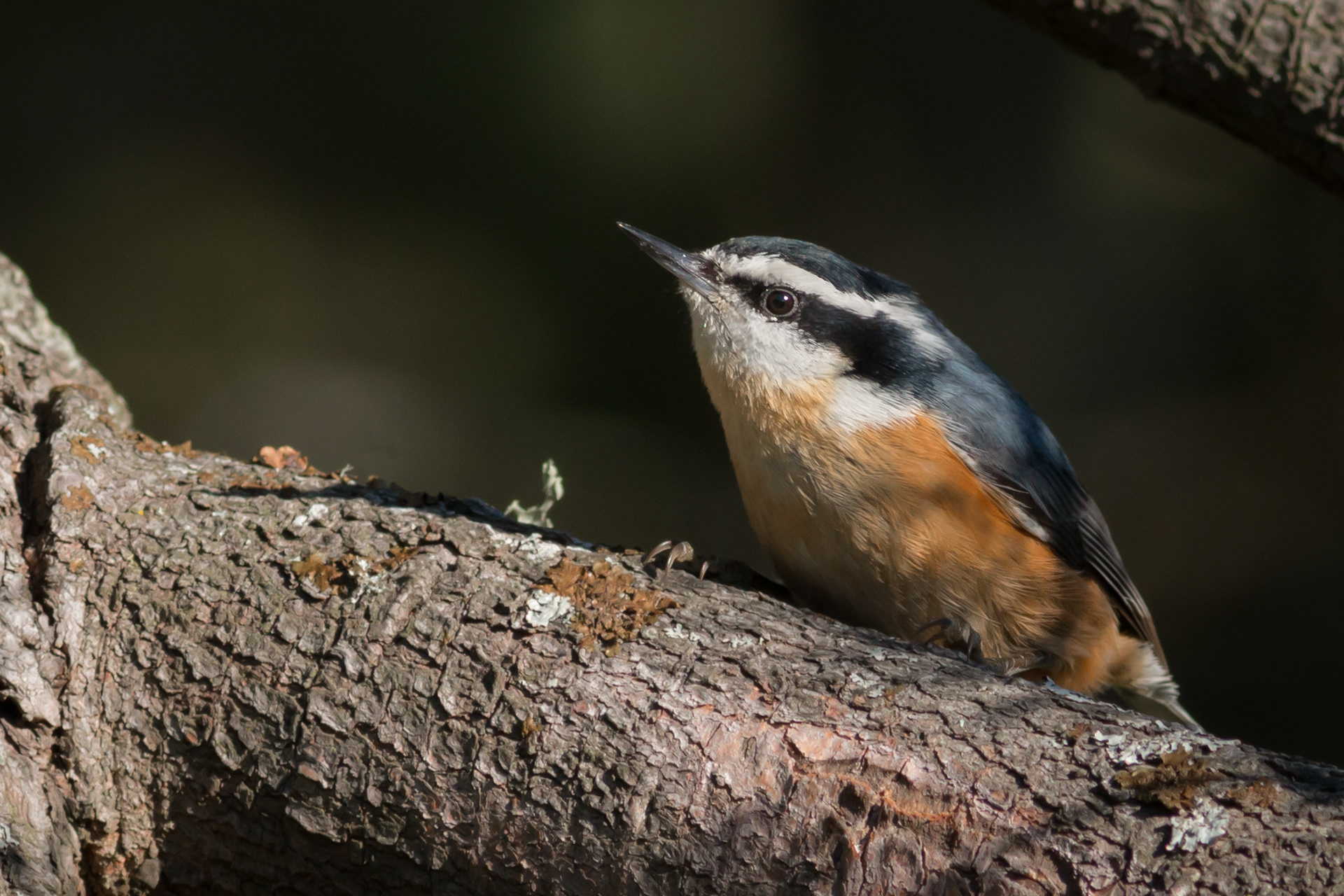 Red-breasted Nuthatch - Washington