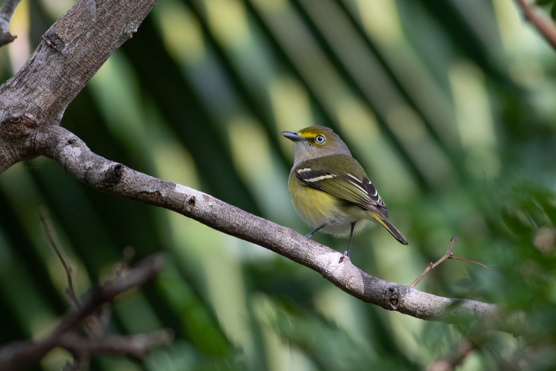 White-eyed Vireo