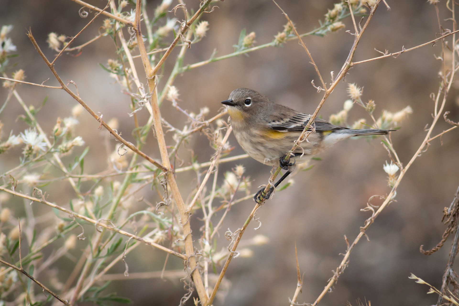 Yellow-rumped Warbler - BC