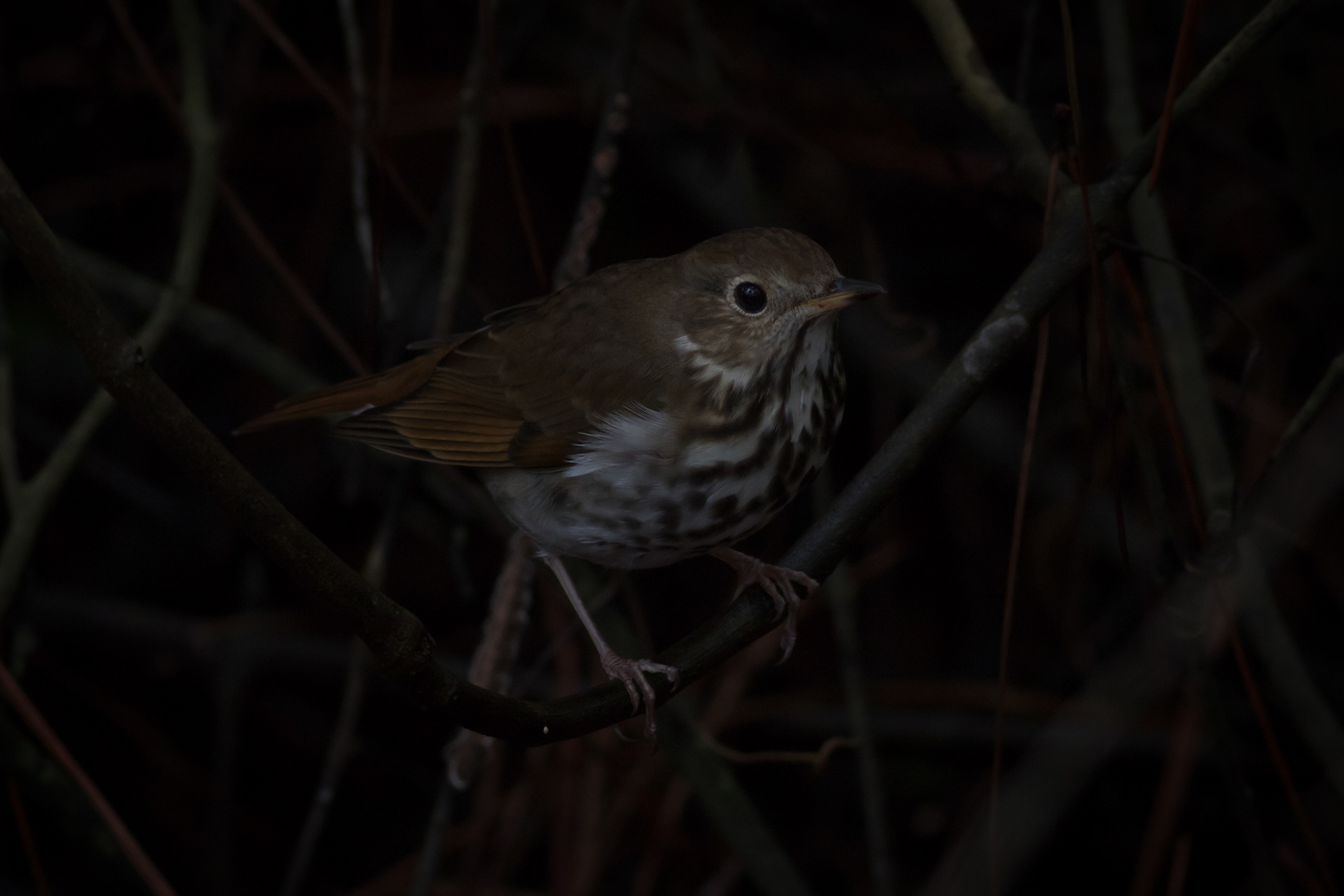 Hermit Thrush - Florida