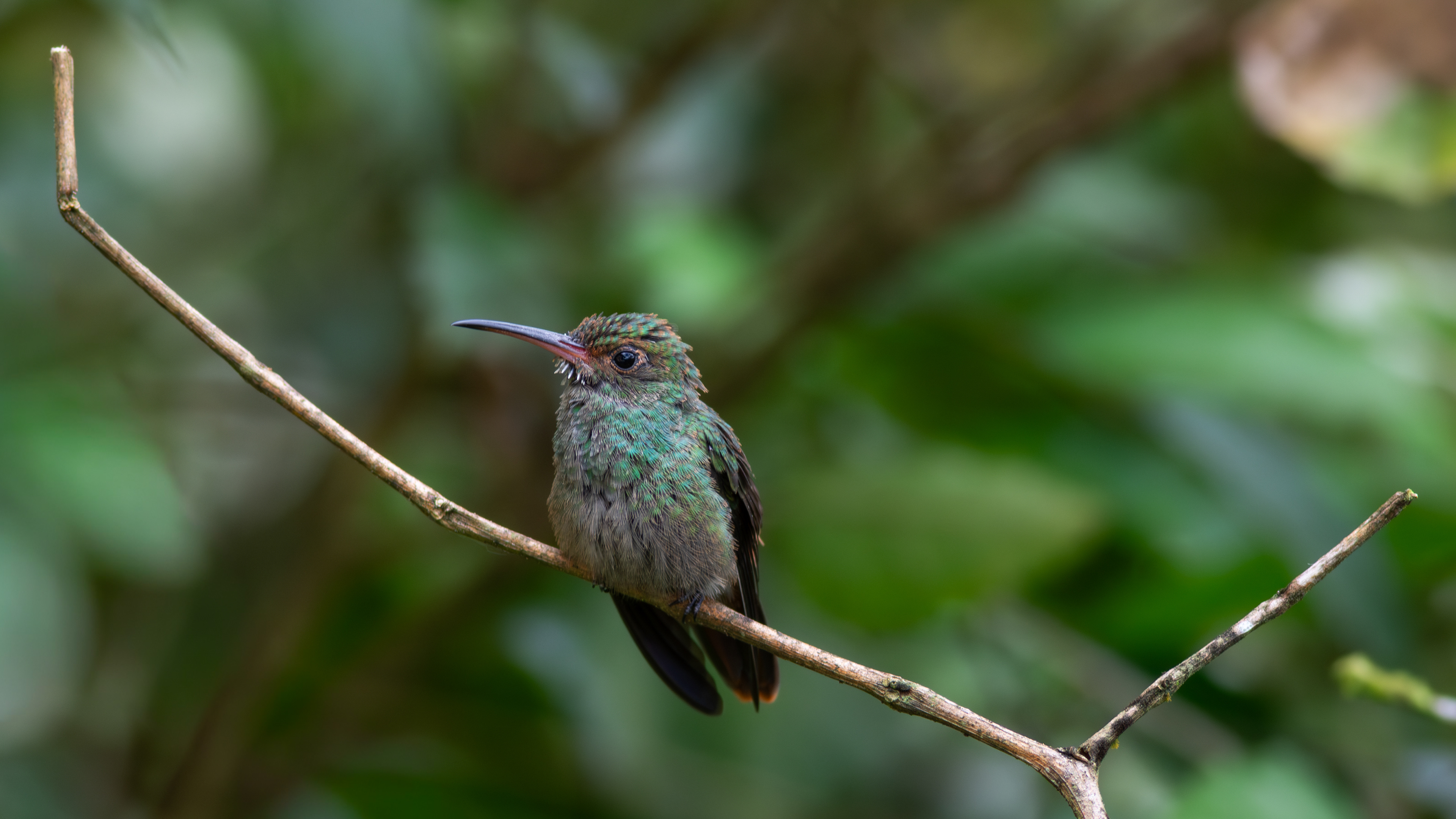 Rufous-tailed Hummingbird - Aranal Observatory