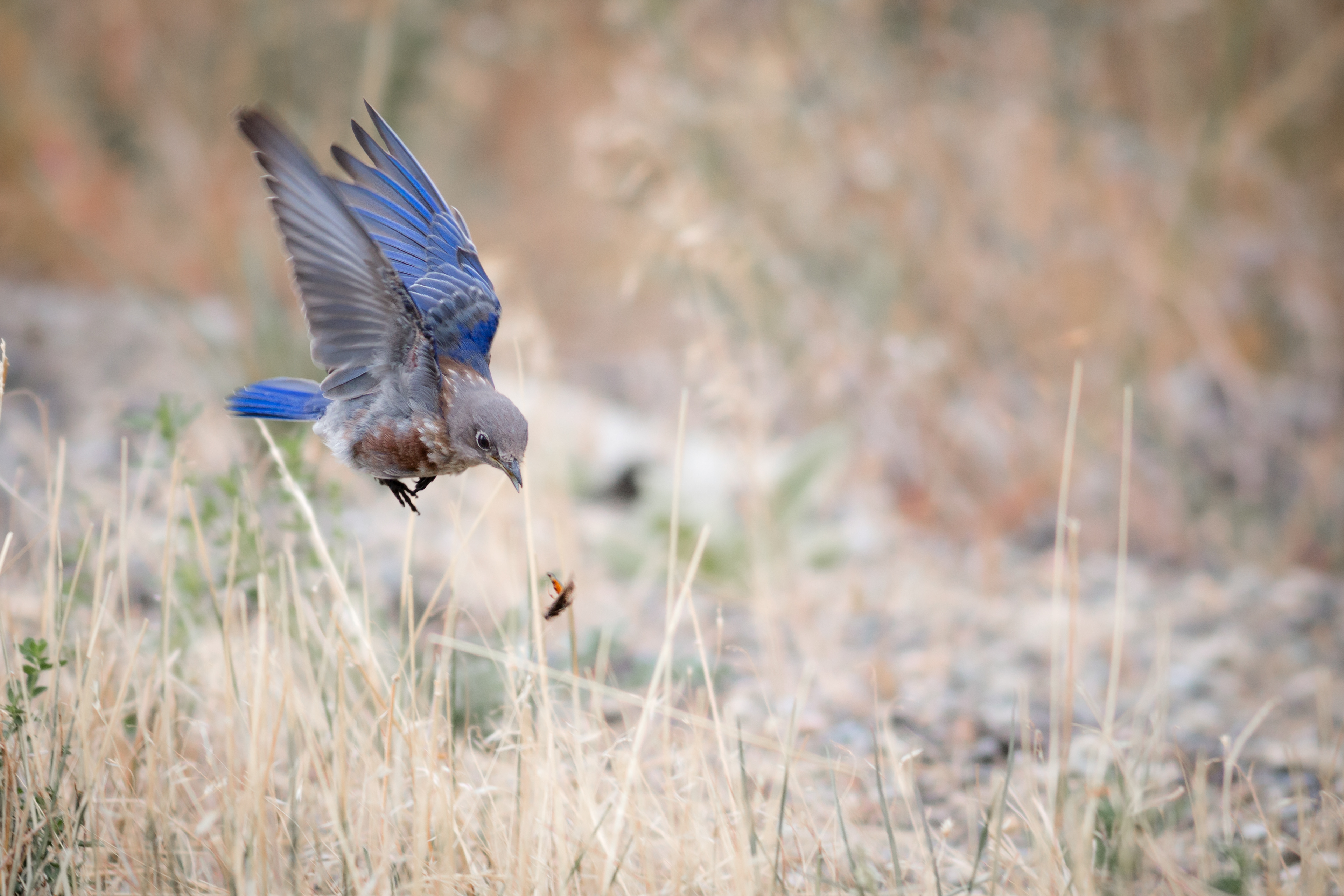 Western Bluebird - juvenile - BC
