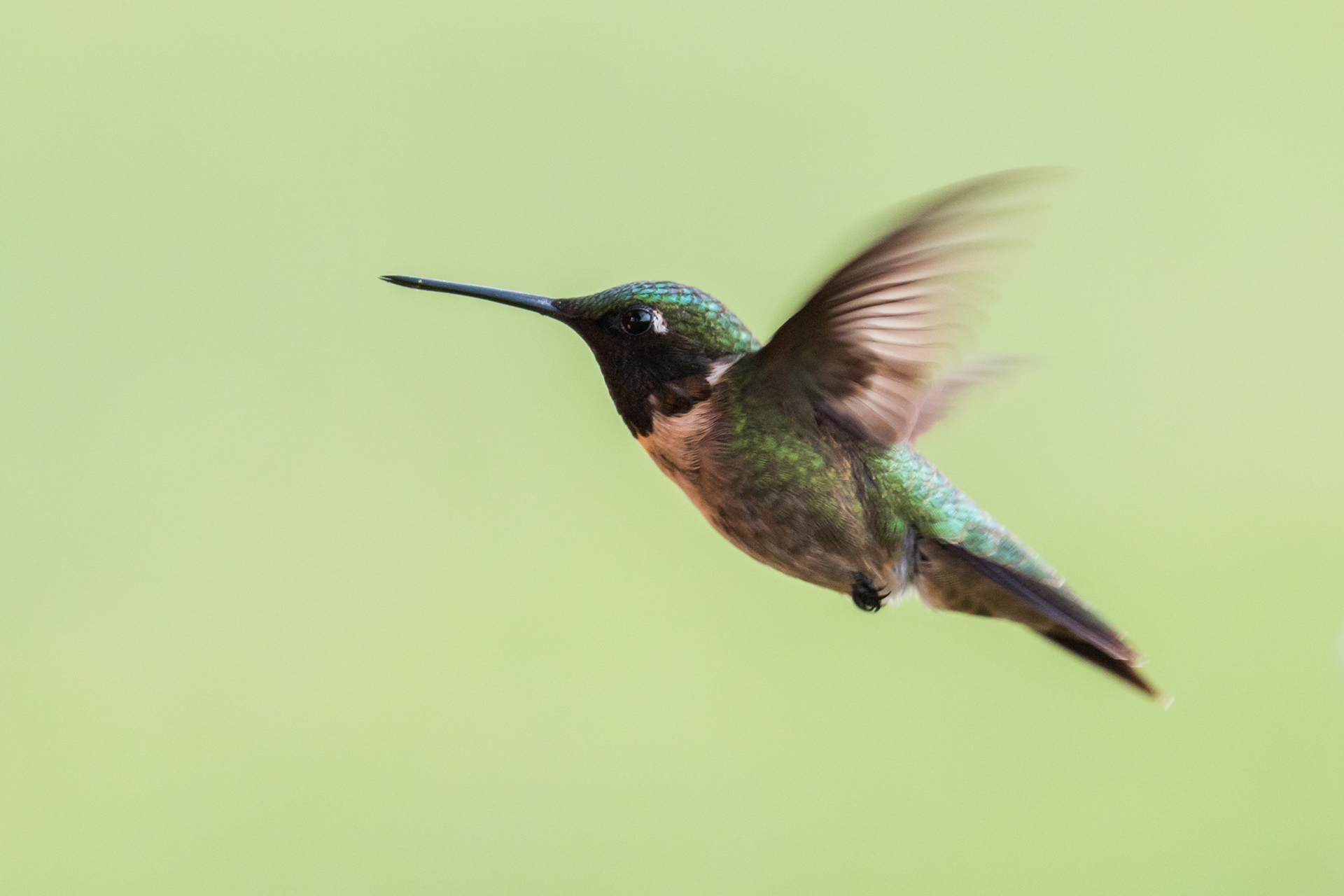 Ruby-throated Hummingbird, male - Nova Scotia