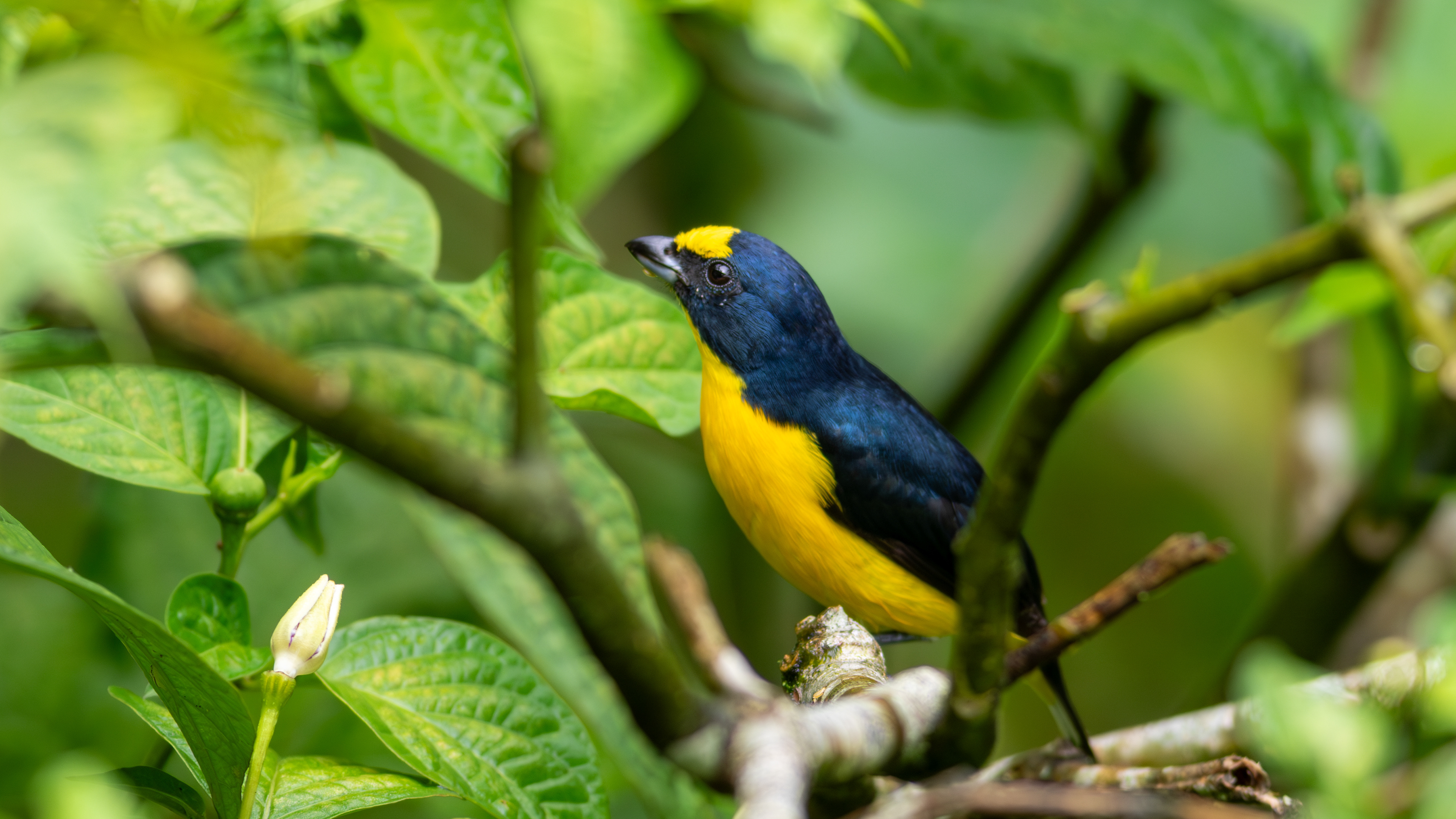 Yellow-throated Euphonia  - Aranal Observatory