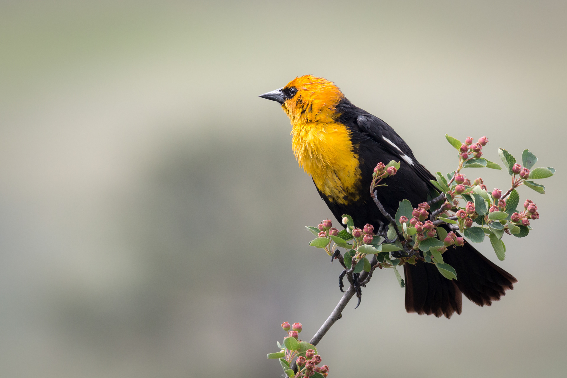 Yellow-headed Blackbird - male - BC