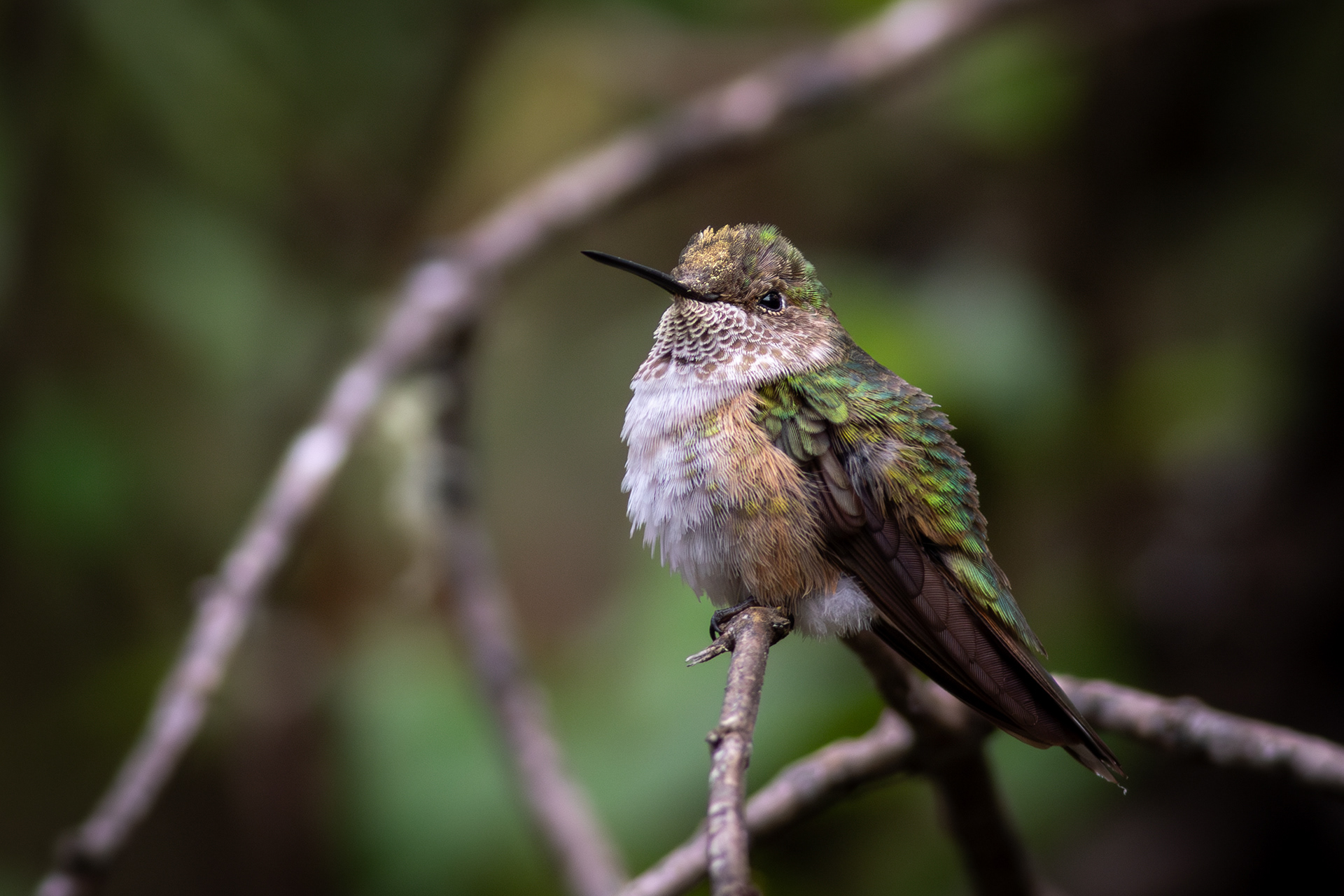 Bumblebee Hummingbird, female - Jalisco