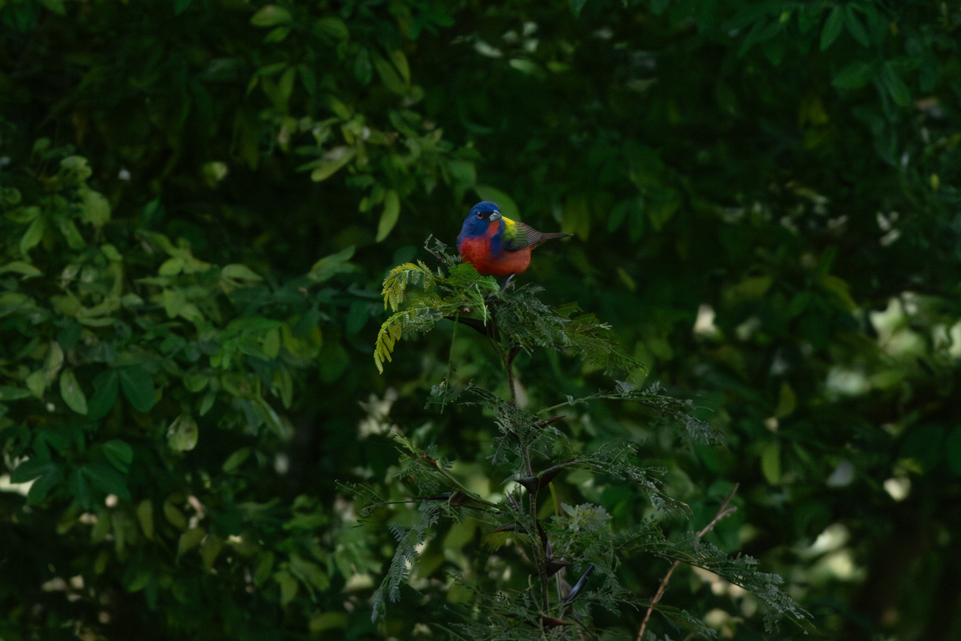 Painted Bunting, male - Nayarit