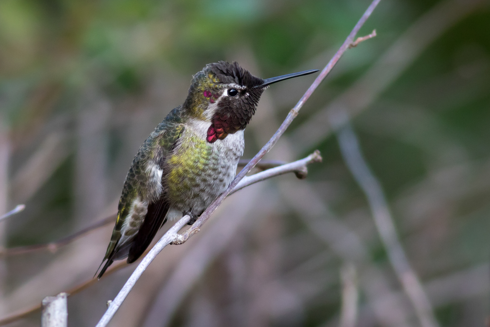 Anna's Hummingbird - male