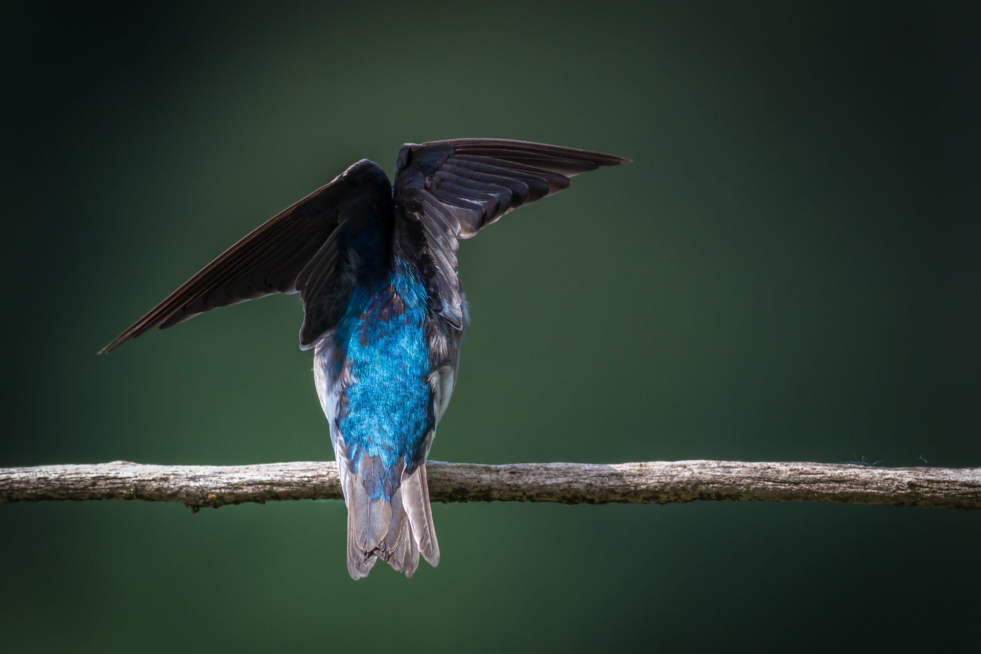 Tree Swallow - male - BC