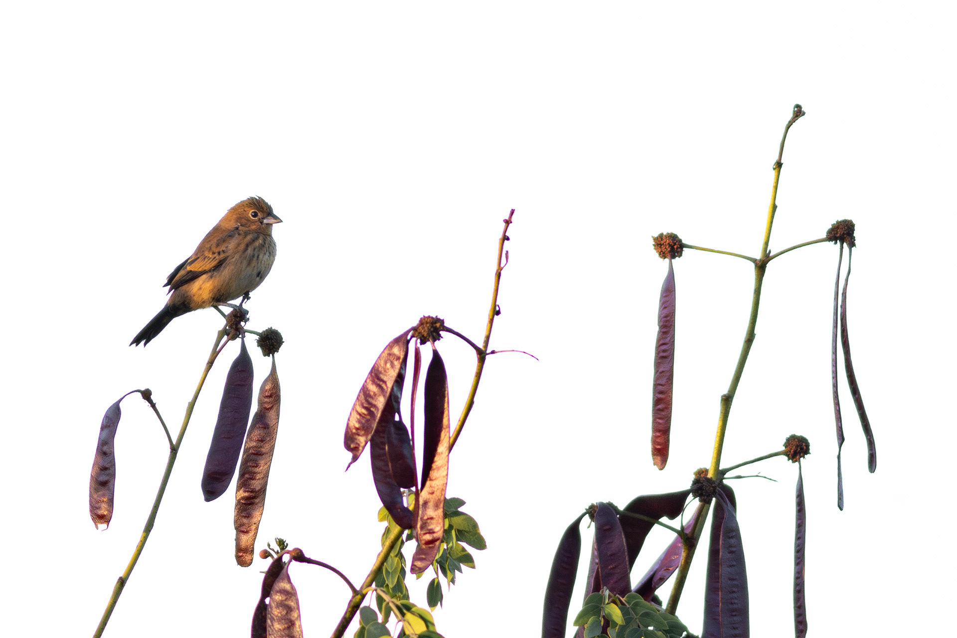 Blue-black Grassquit, female - Nayarit