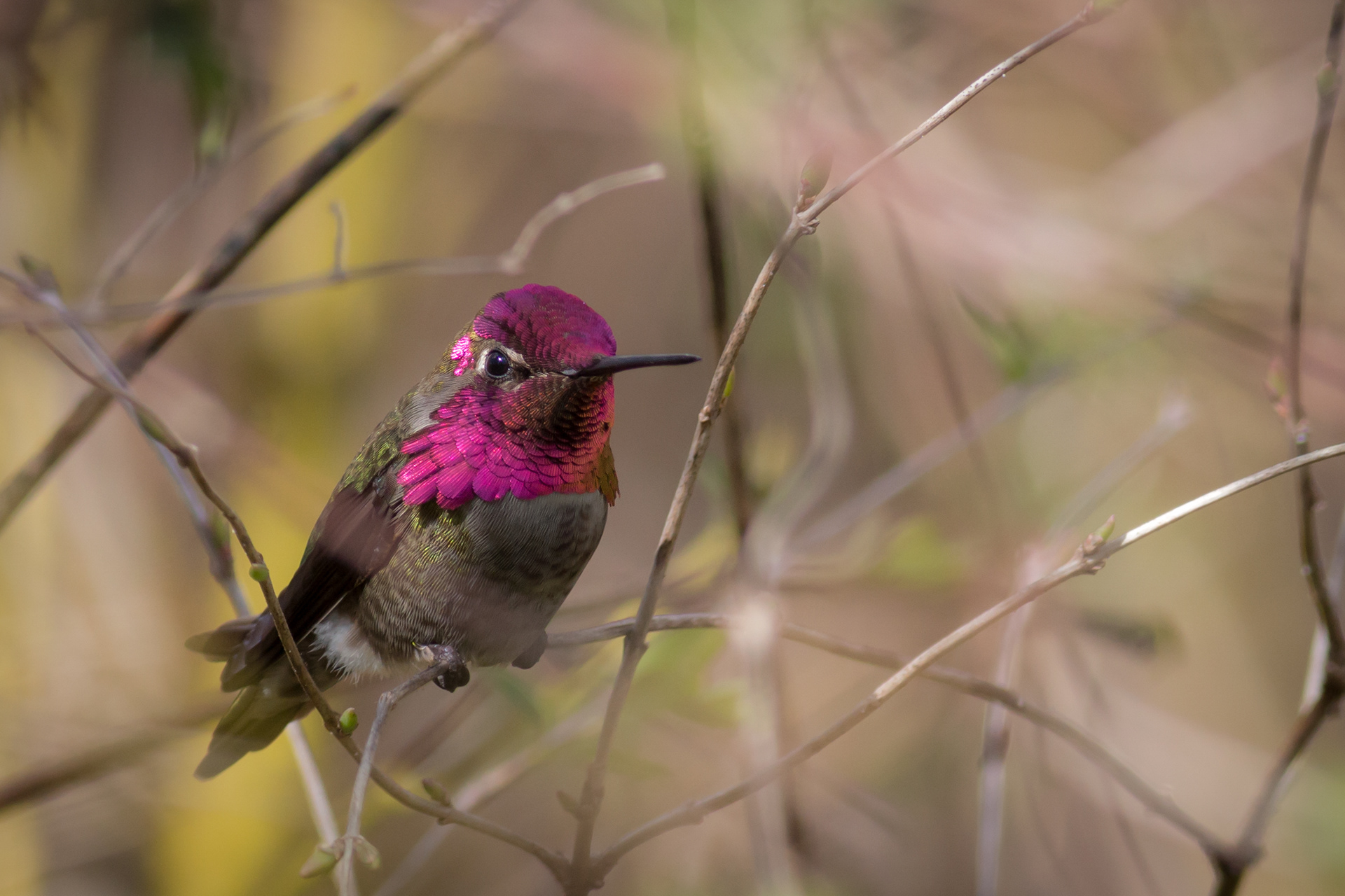 Anna's Hummingbird, male