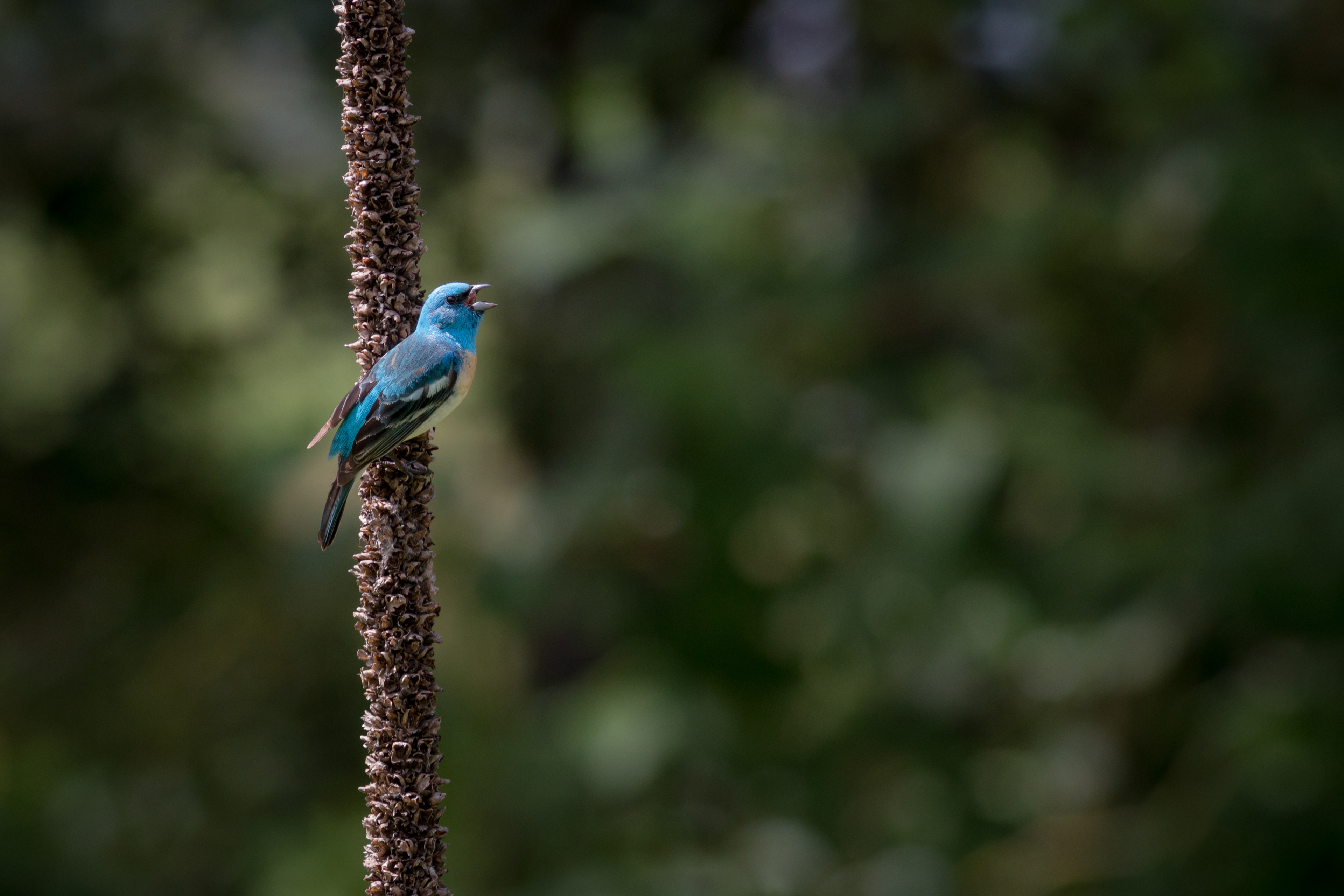 Lazuli Bunting, male