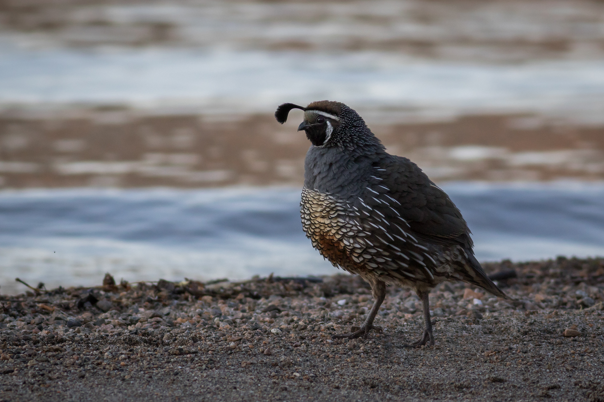 California Quail, male - BC