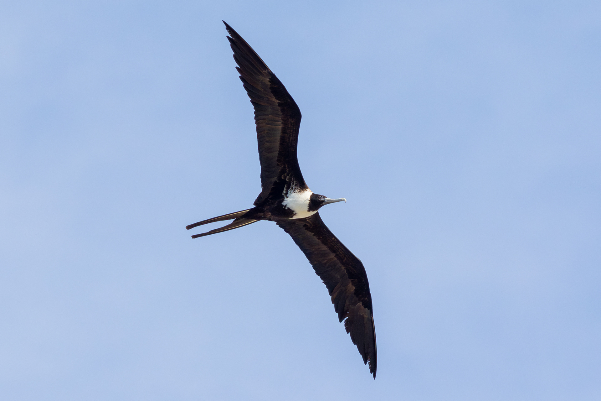 Magnificent Frigatebird, male - Nayarit