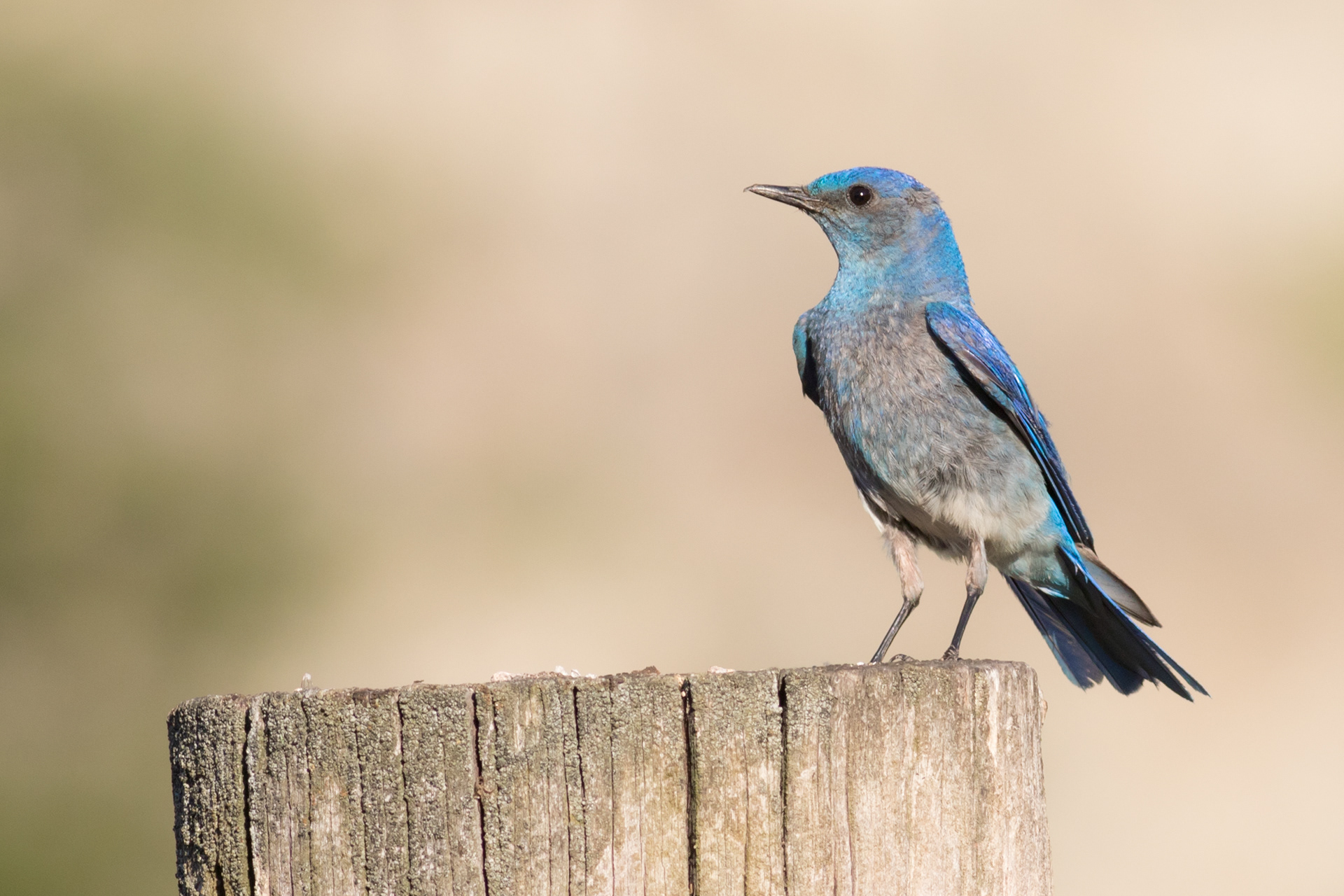 Mountain Bluebird